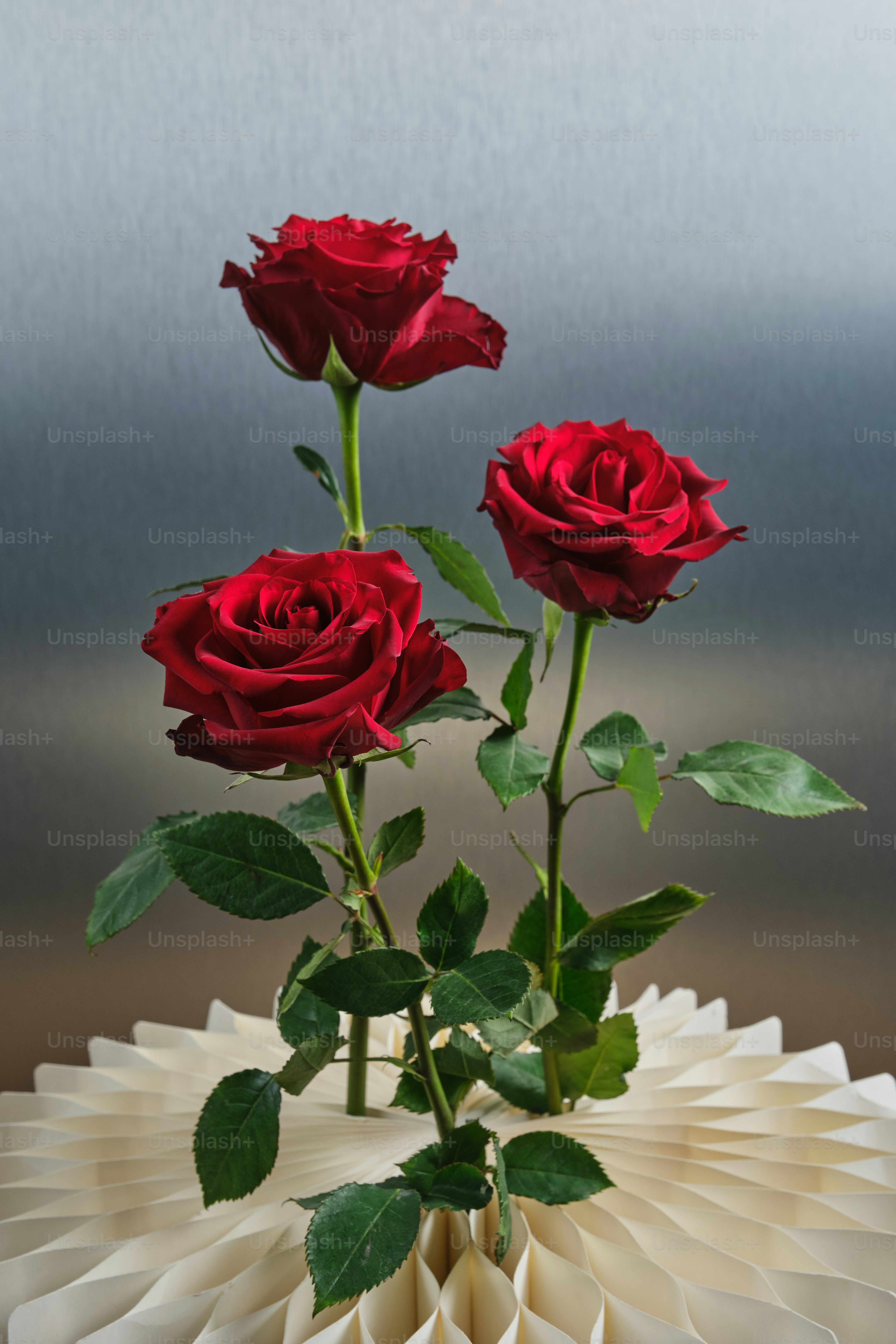 Three red roses with green leaves on a textured background photo ...