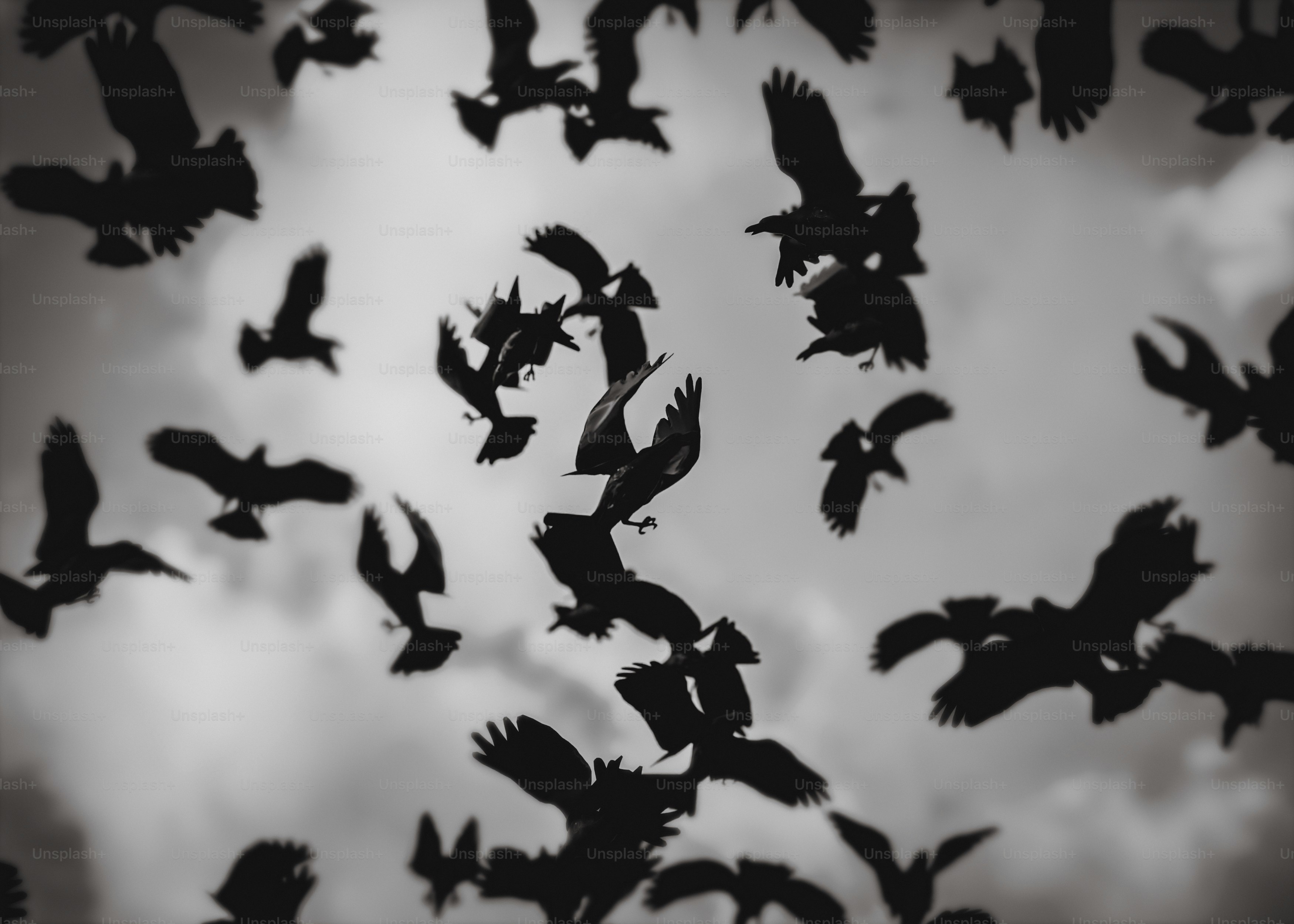 A flock of birds flying in the sky