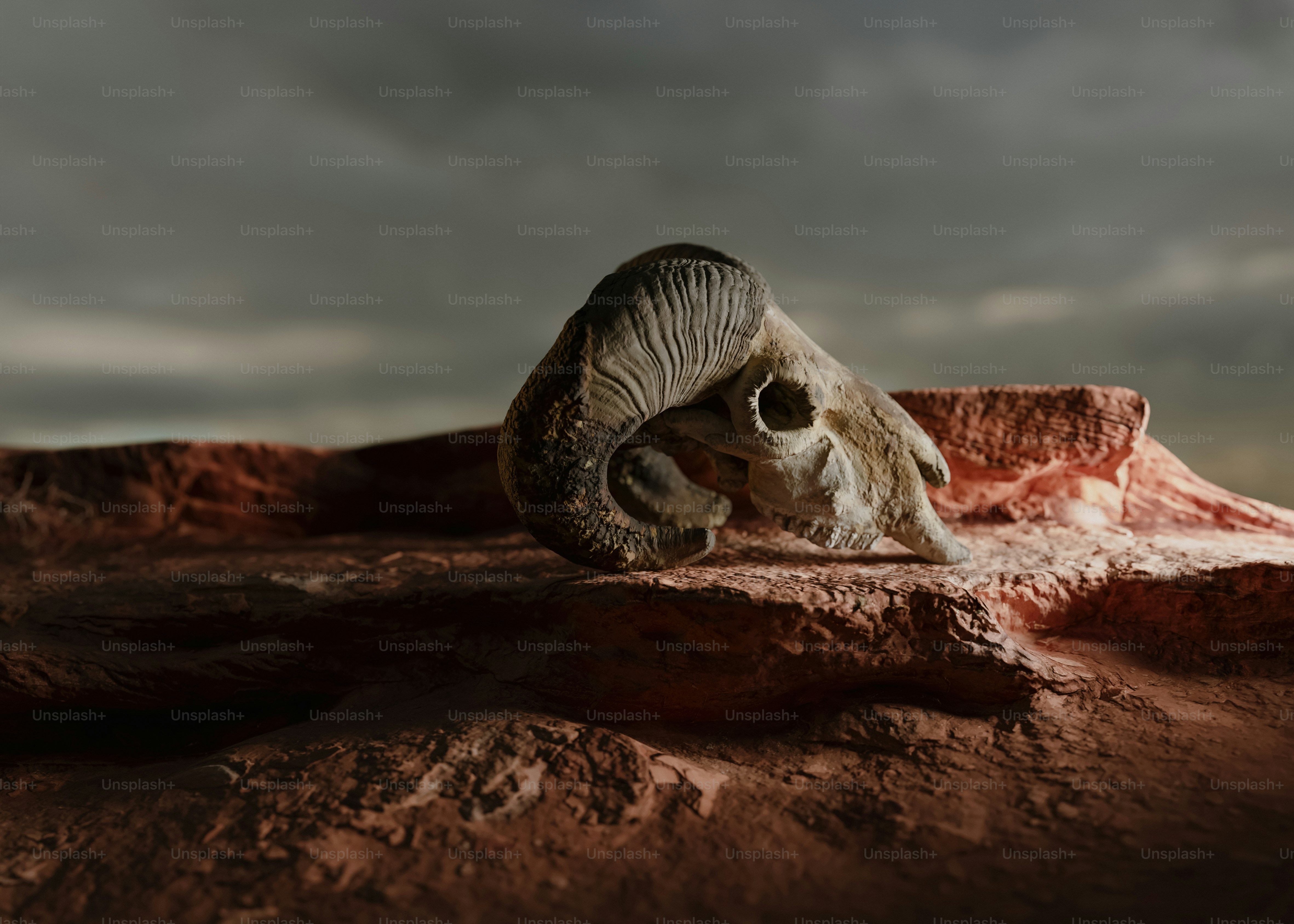 Ram skull resting on a rocky outcrop