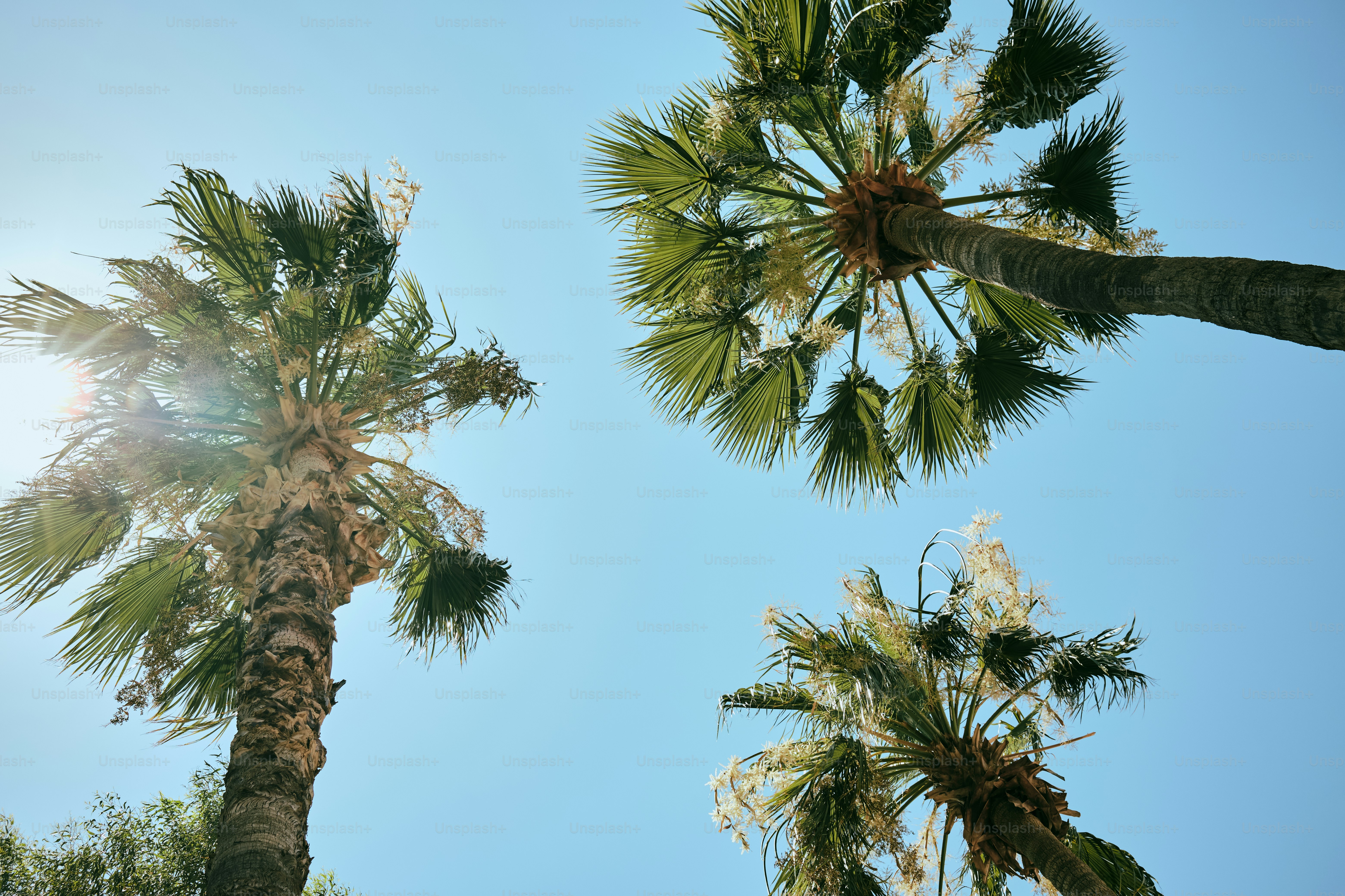 Three palm trees against a clear blue sky