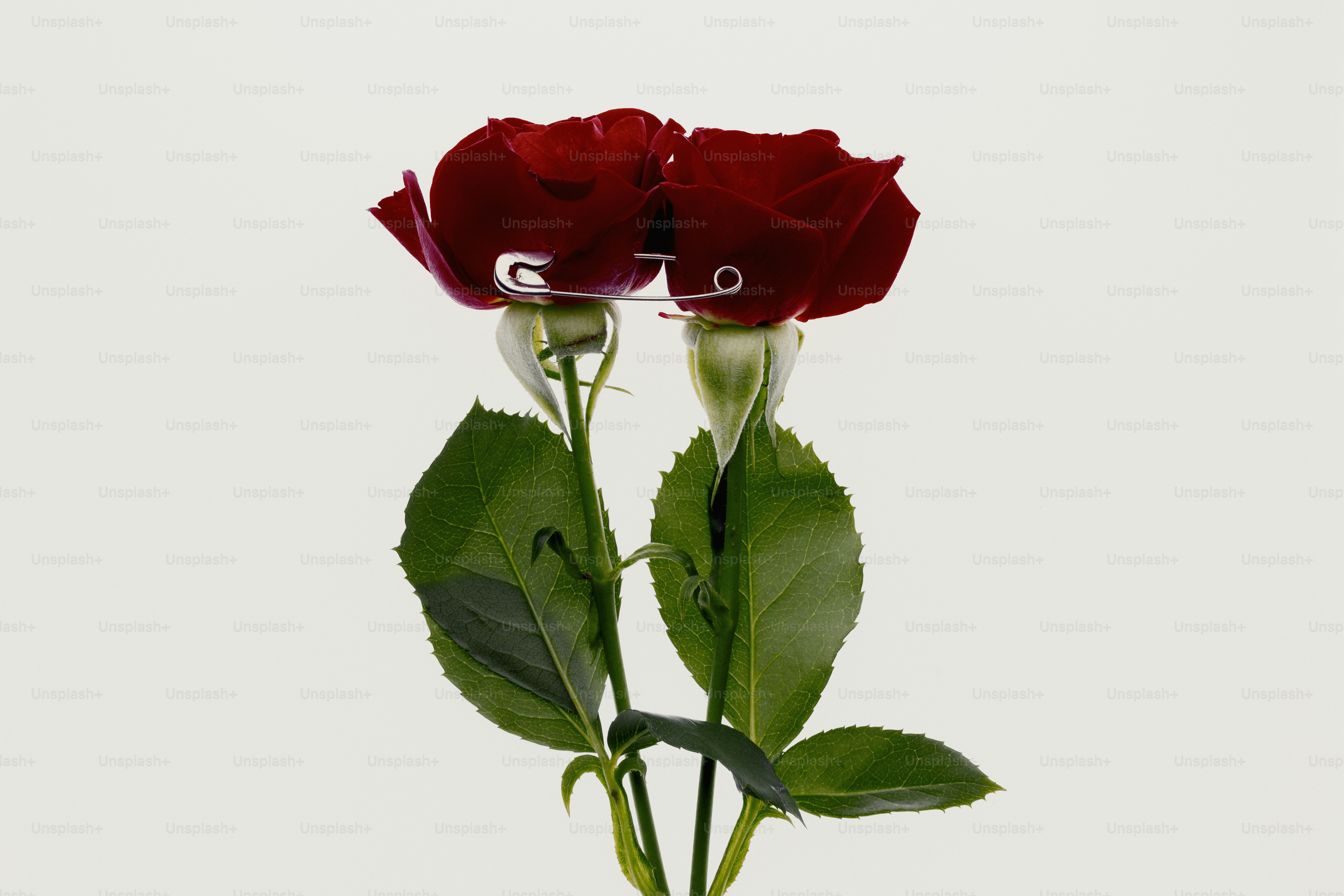 Two red rose petals held together by safety pins. photo – Flower Image ...