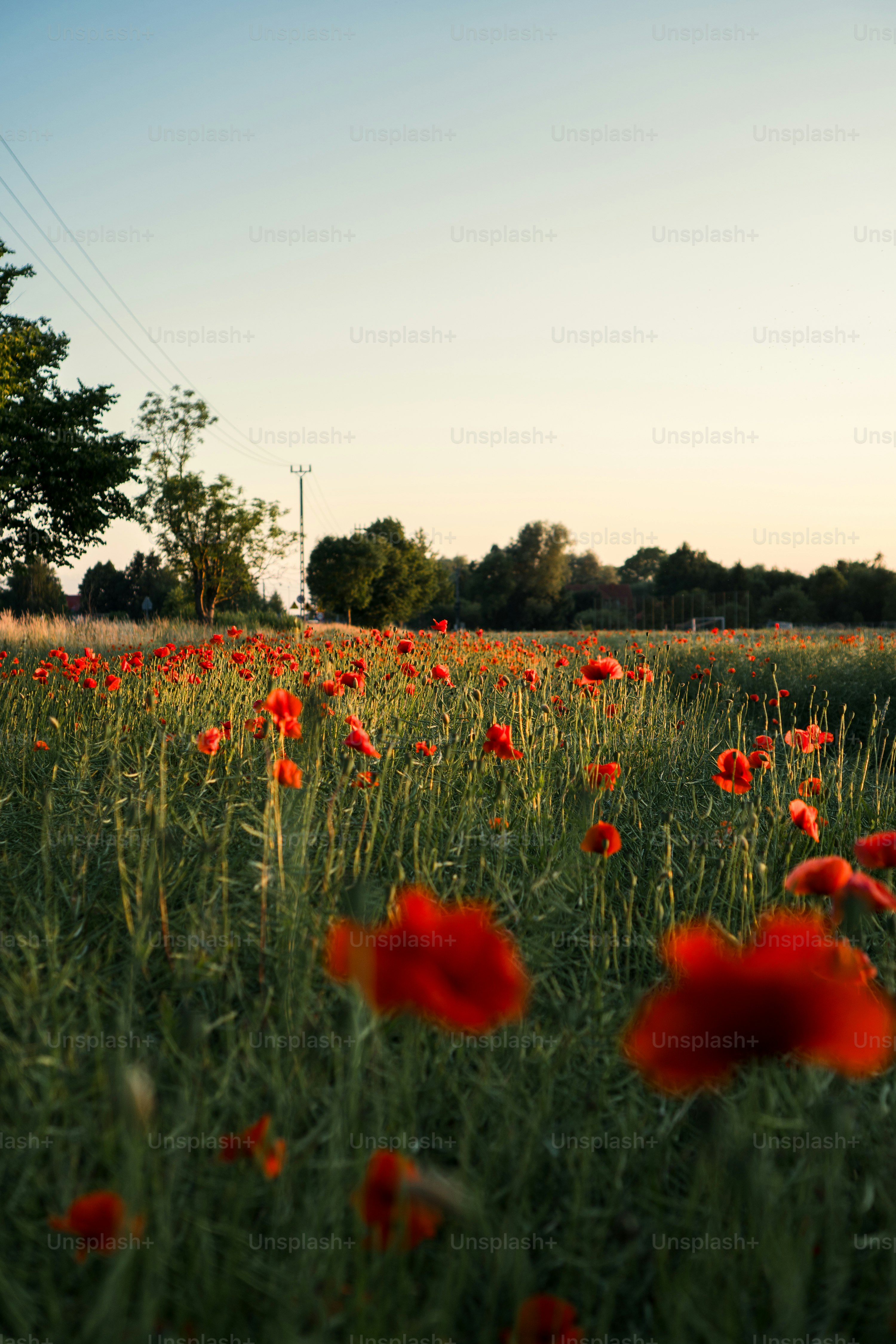 Field of red poppies under a clear sky