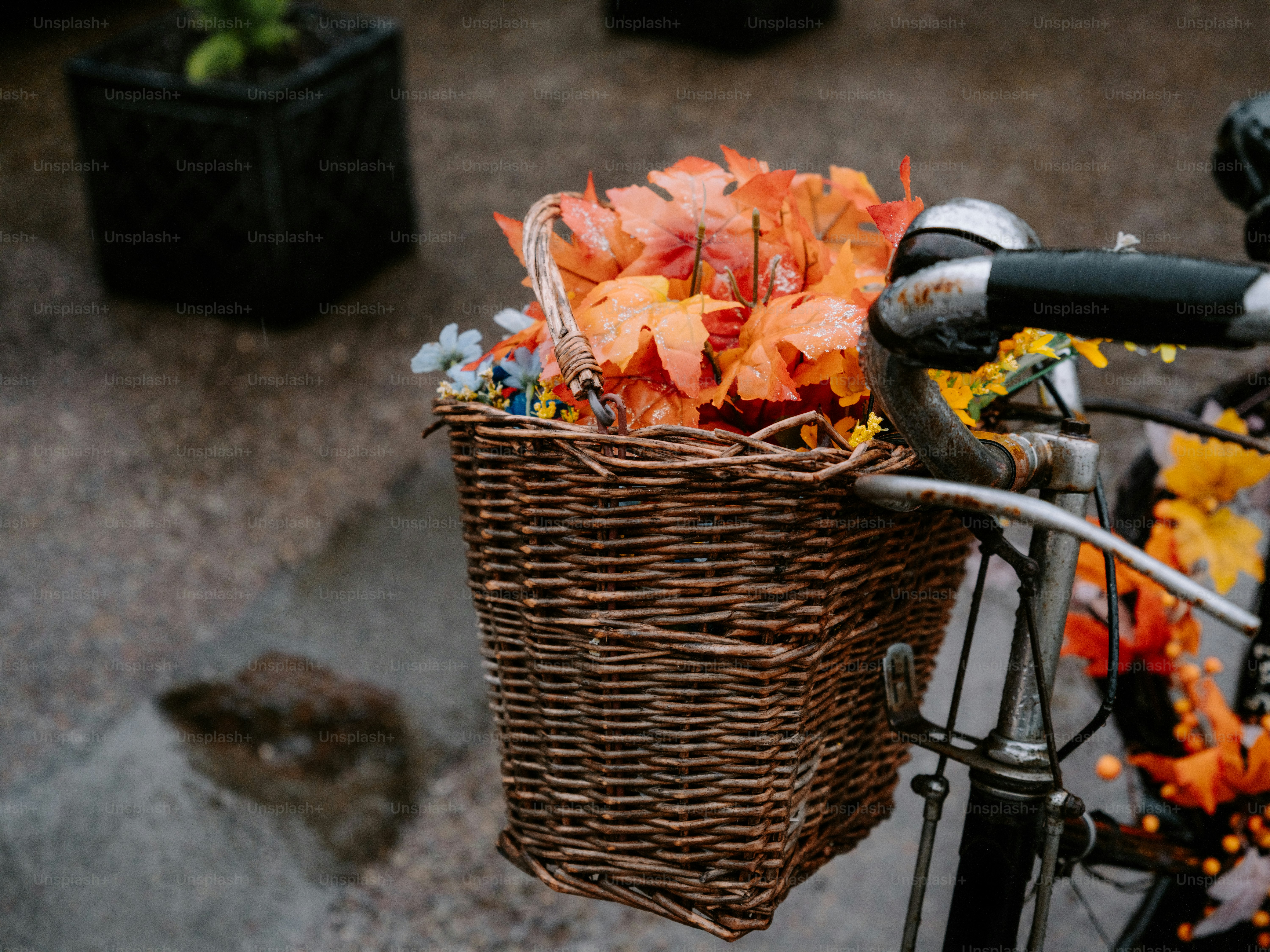 Wicker basket on bicycle filled with autumn leaves