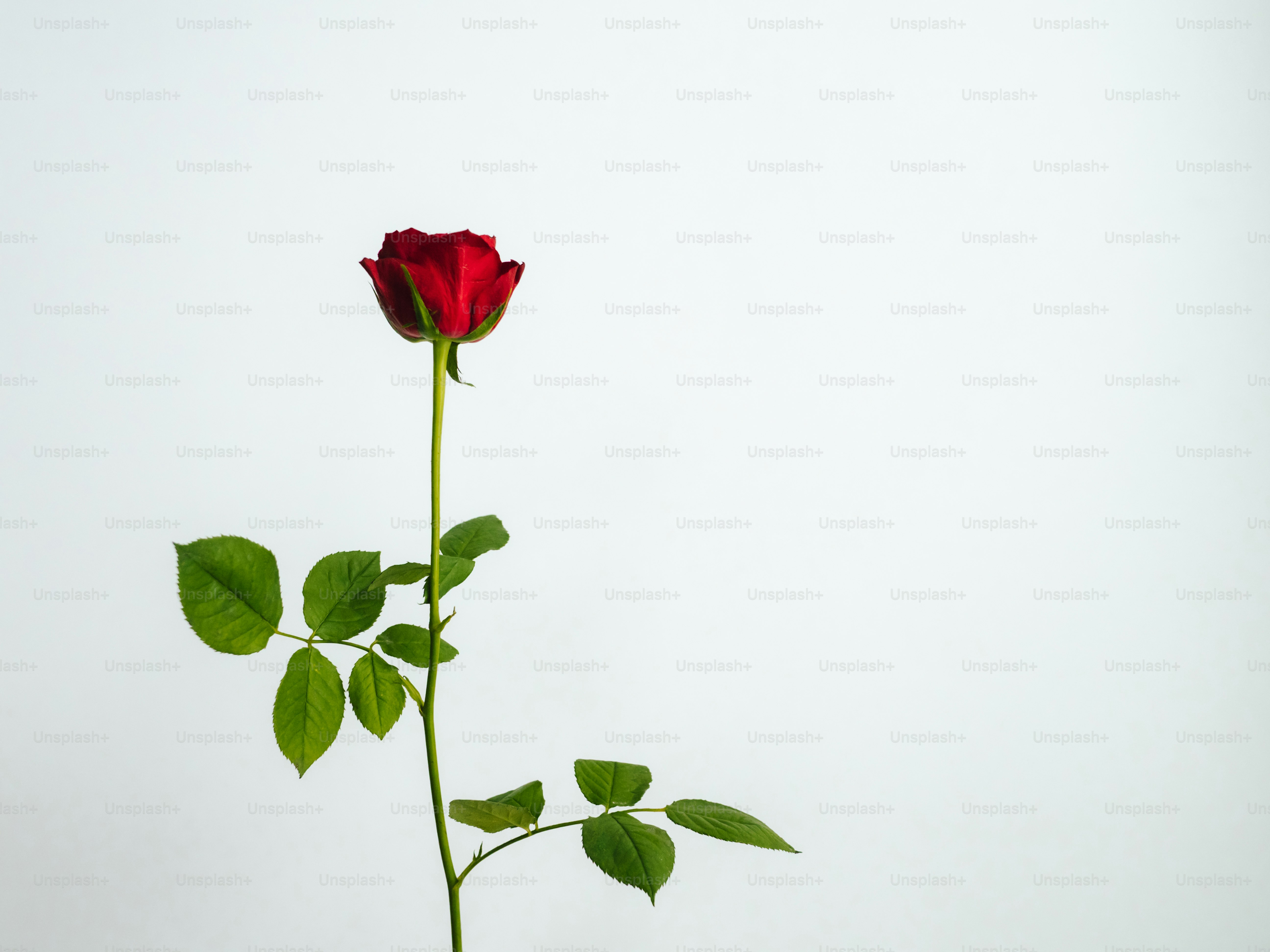 A single red rose with green leaves on white background photo – Flower ...