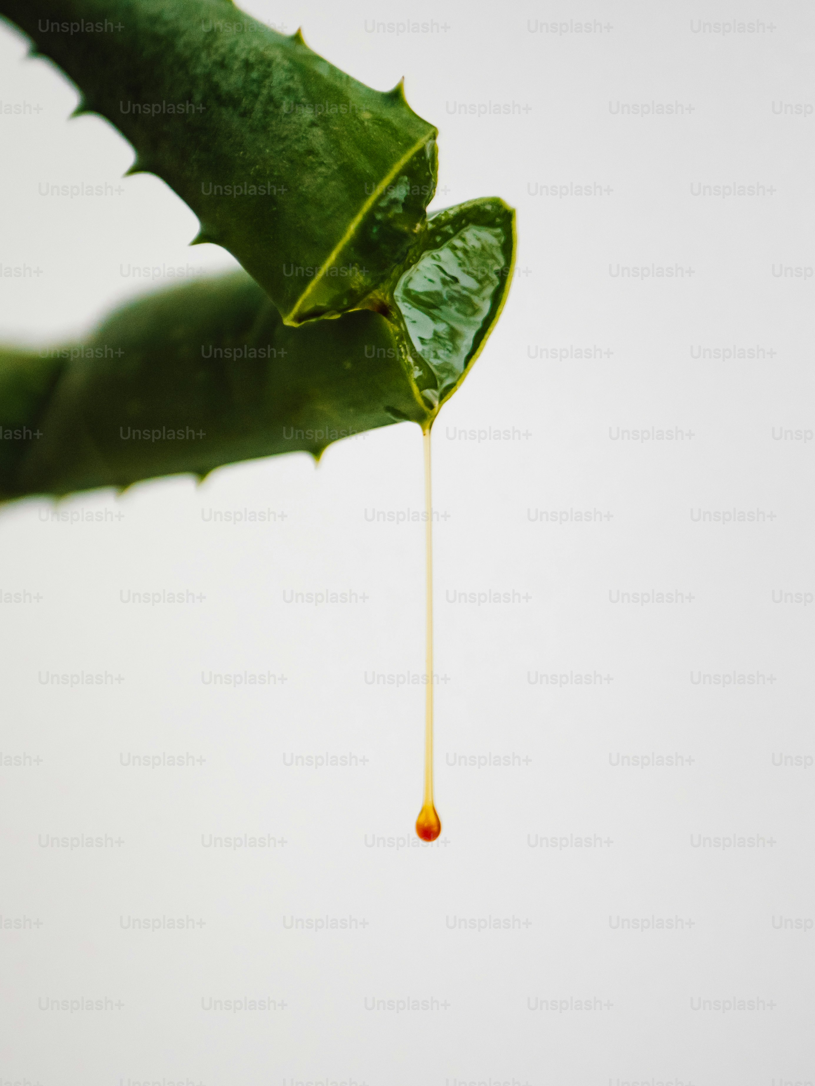 Gel d’aloe vera dégoulinant d’une feuille coupée