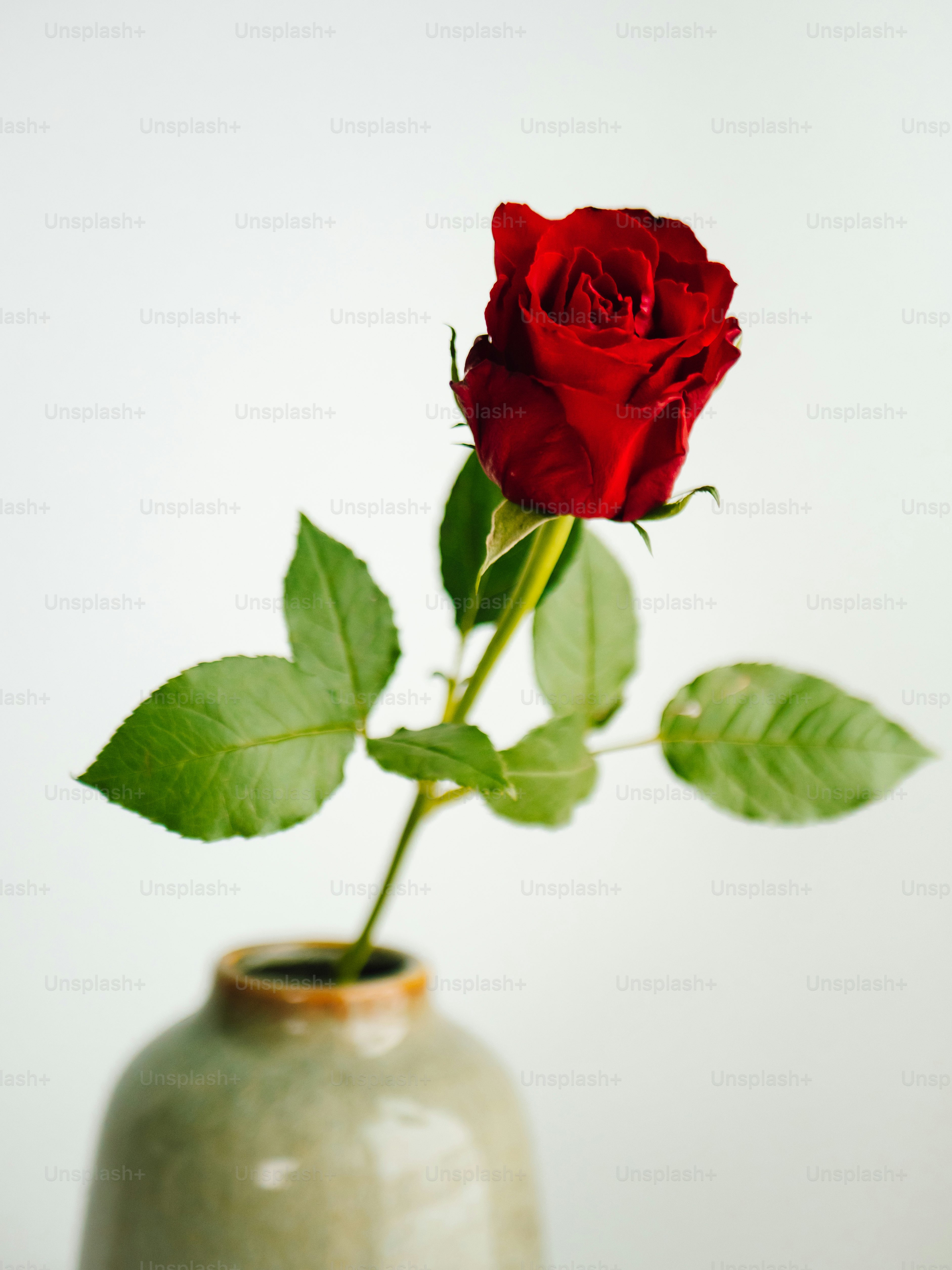 A single red rose with green leaves on white background photo – Flower ...