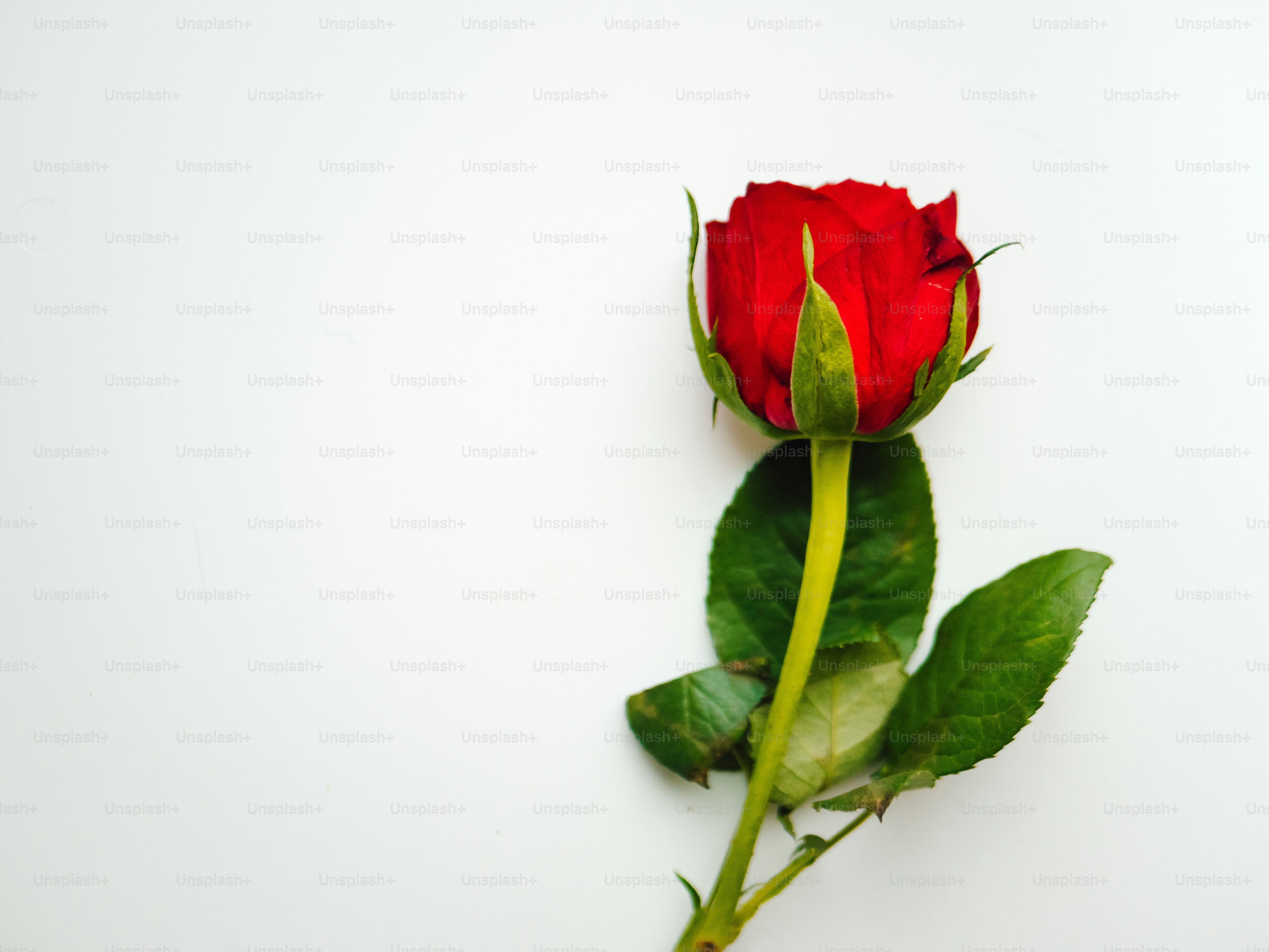 A single red rose with green leaves on white background photo – Flower ...
