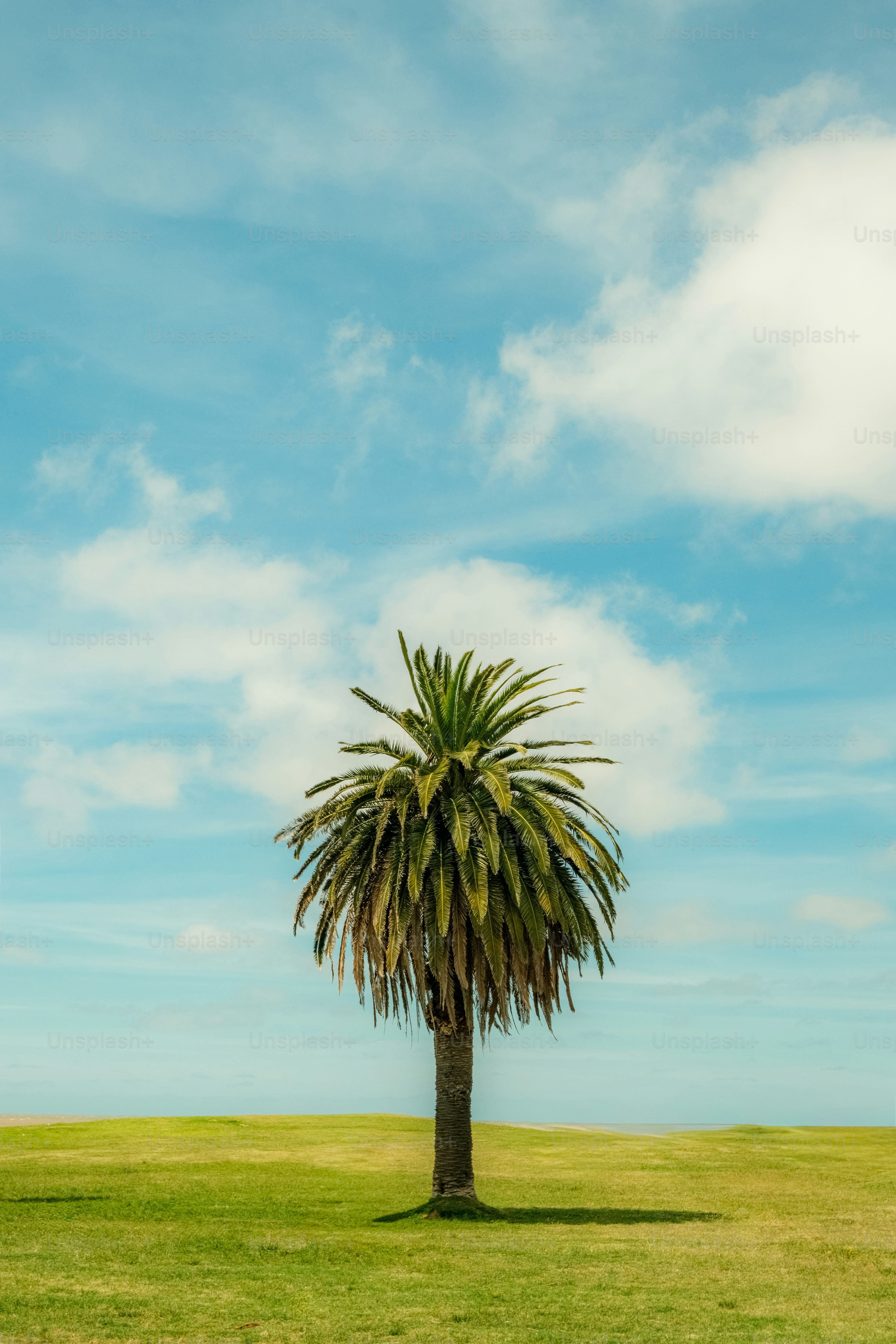 A lone palm tree stands on a grassy field.