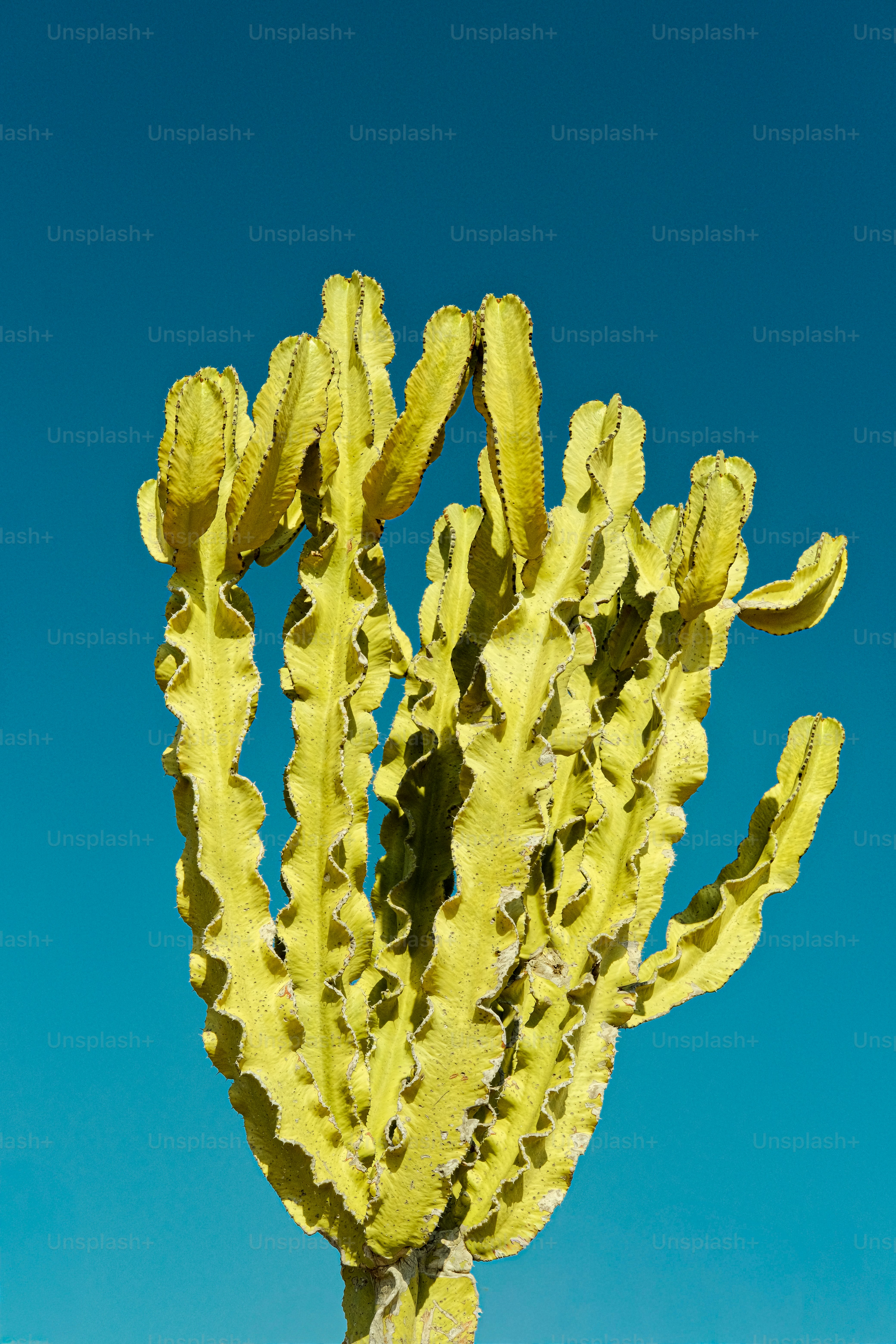 A tall, yellow cactus against a bright blue sky
