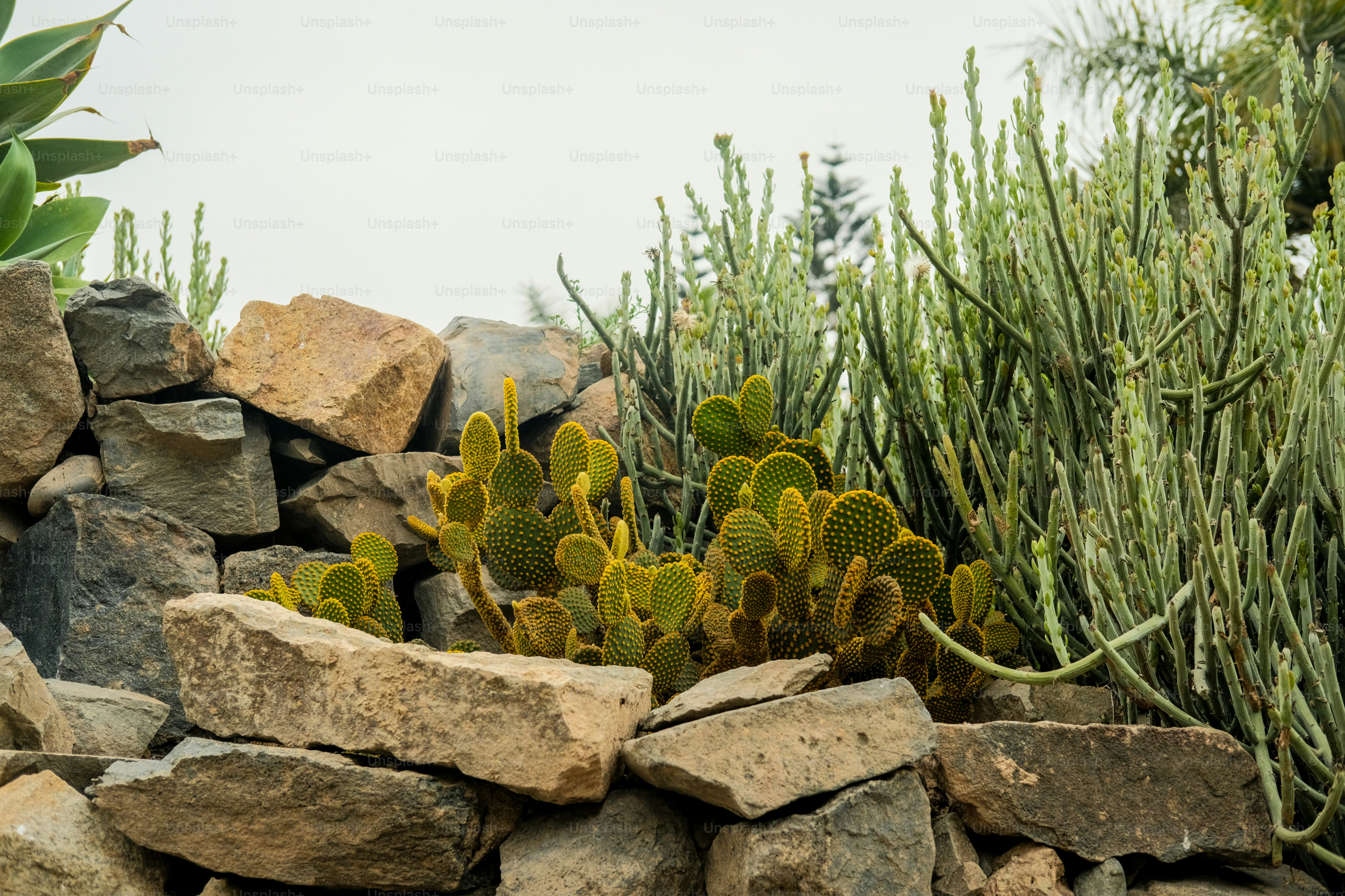 Cacti and succulents grow behind a stone wall.