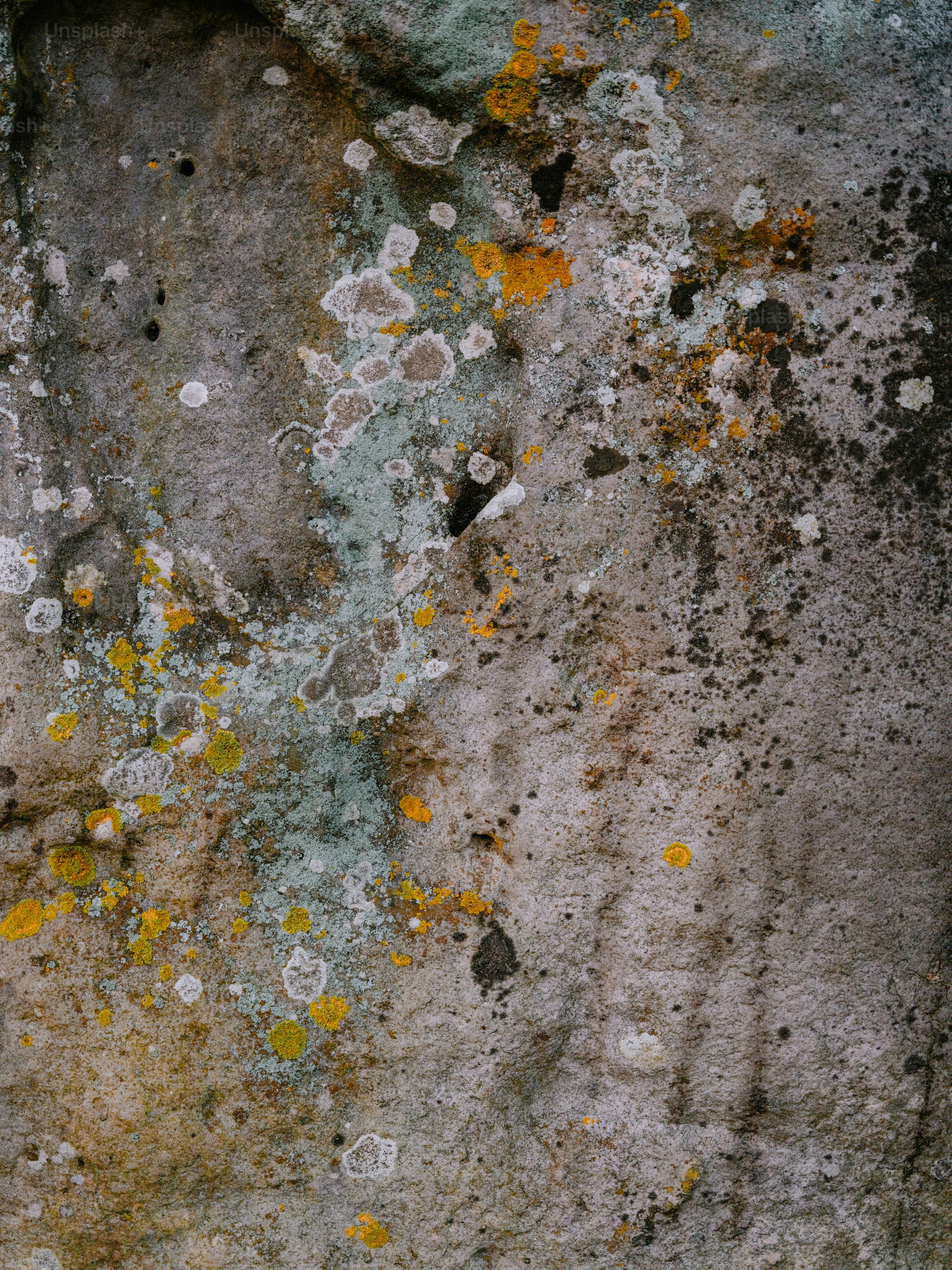 Close-up of lichen on a textured stone surface.