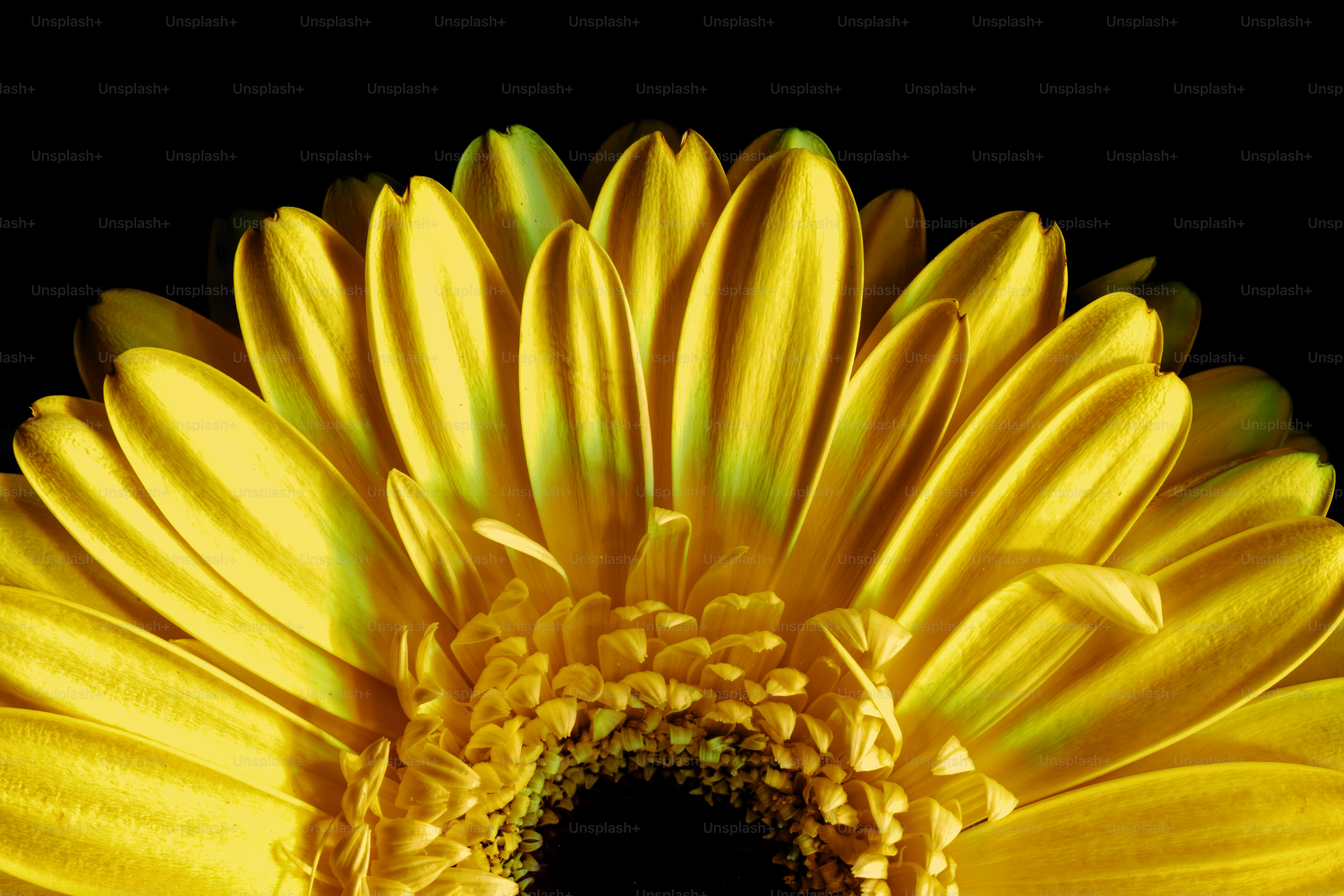 Close de uma vibrante gerbera amarela