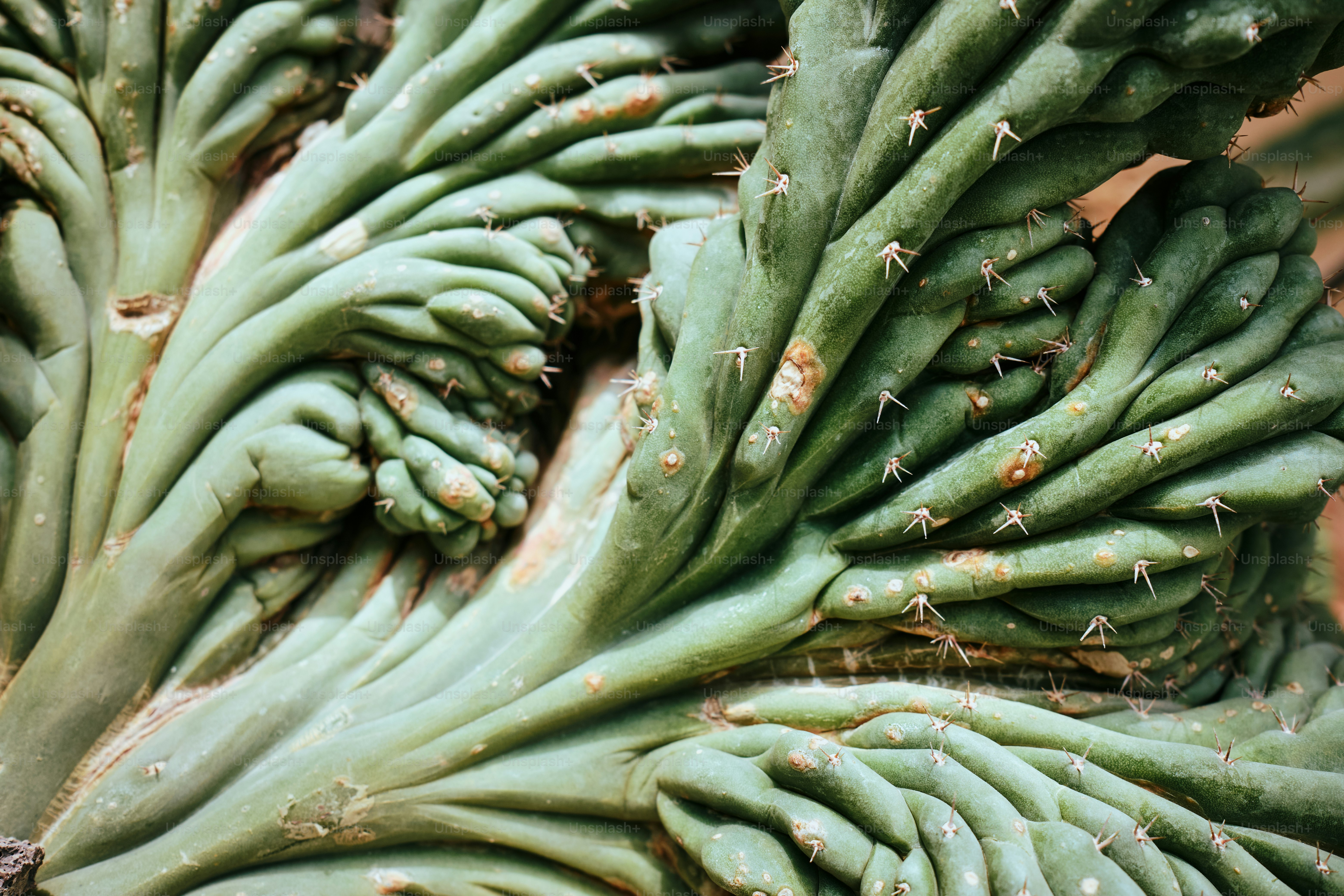 Cereus cactus with unusual crested growth pattern. photo – Texture ...