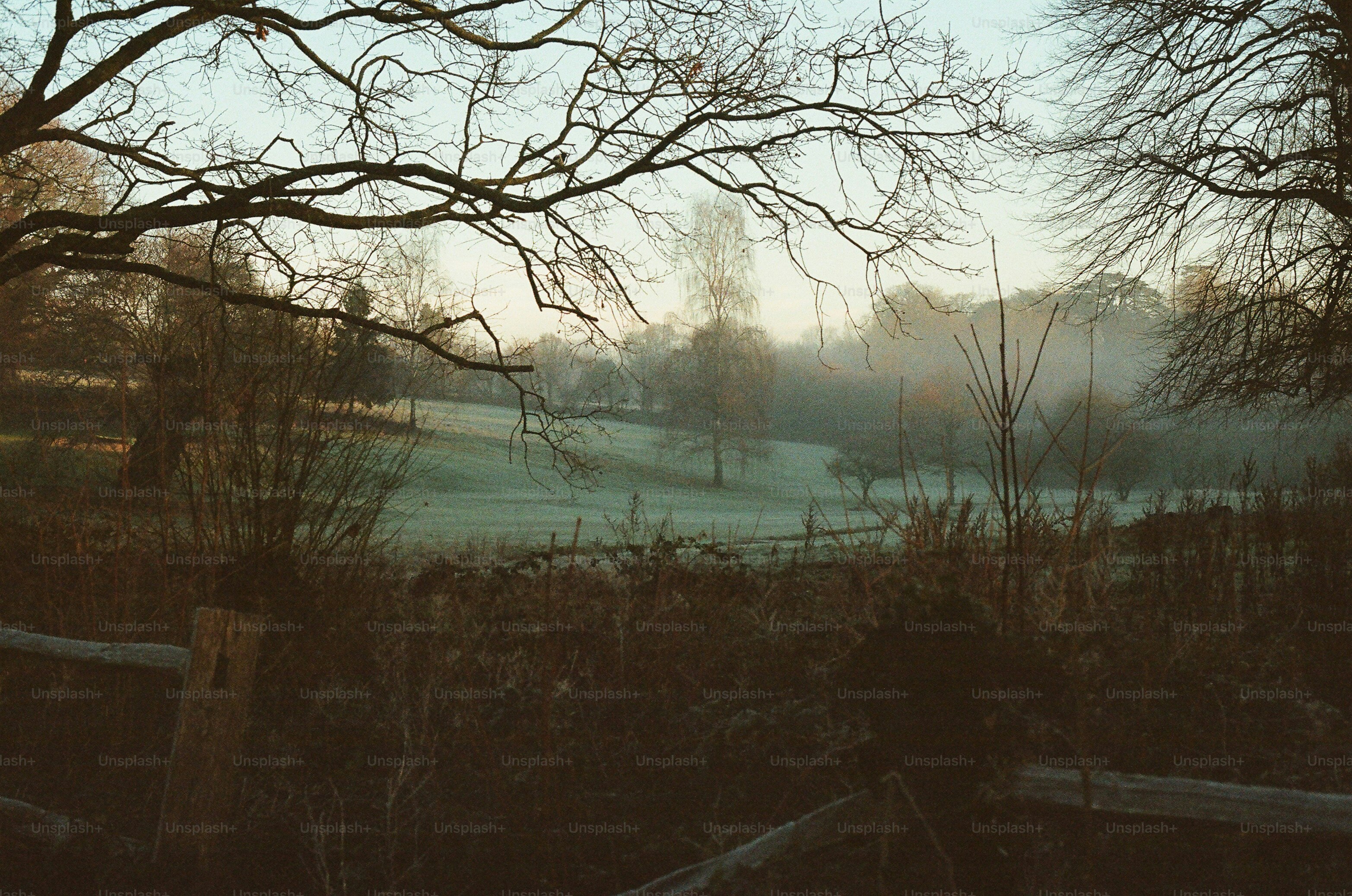 Misty morning landscape with bare trees and frosted grass. photo – Film ...