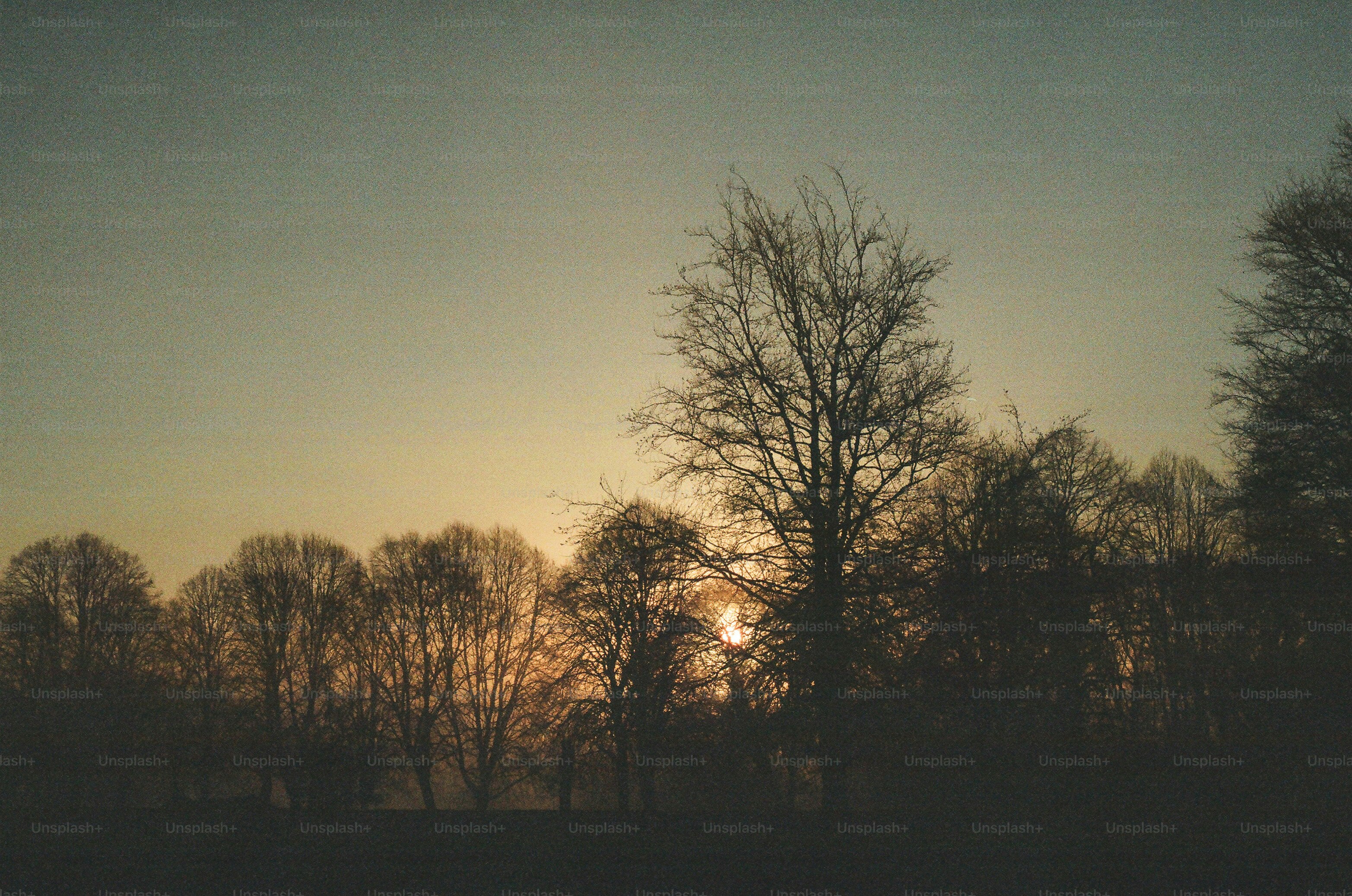 Bare trees silhouetted against a dusky sunset sky