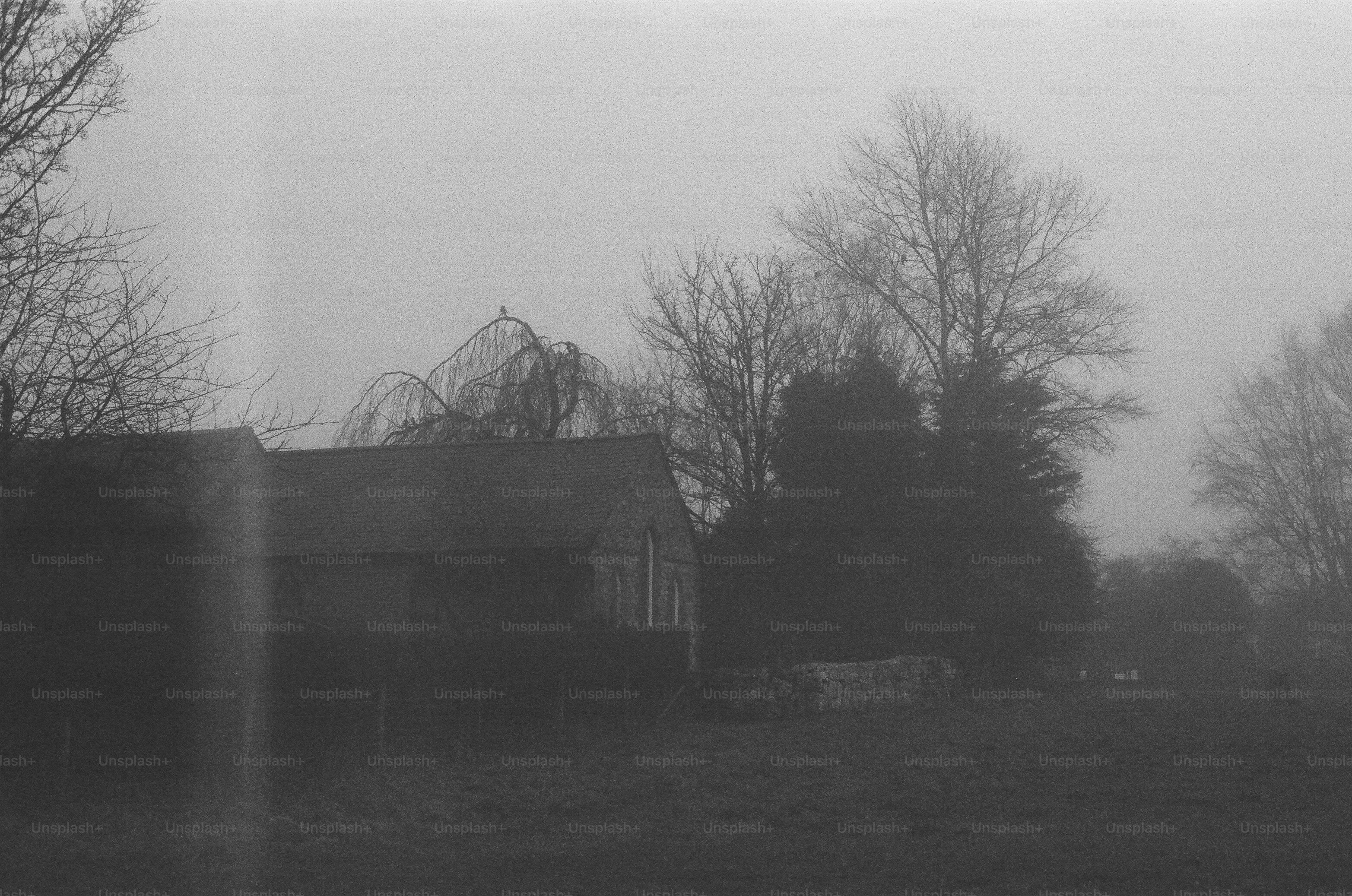 Barn and trees in a foggy landscape
