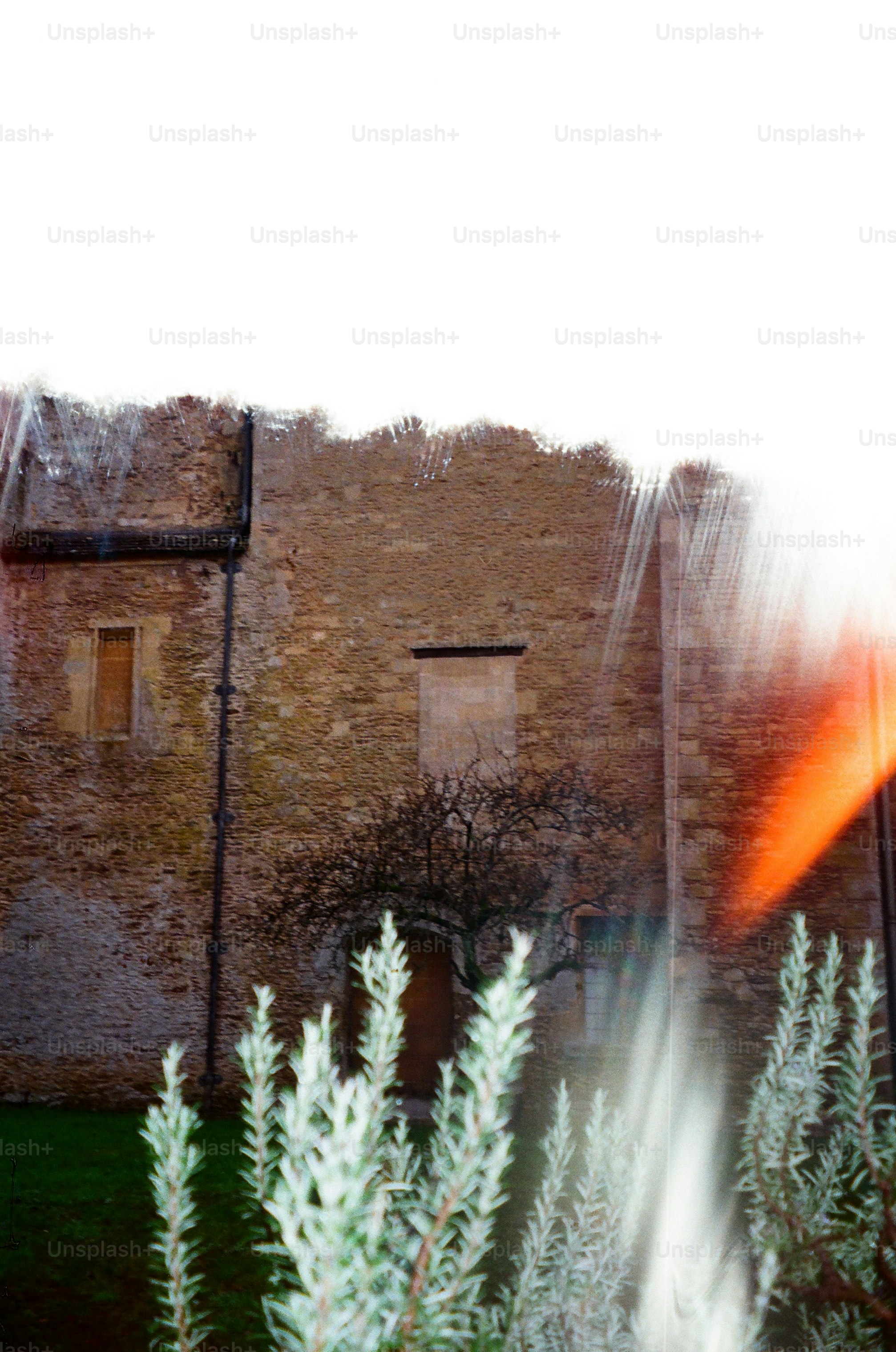 Stone building with a bare tree and plants.