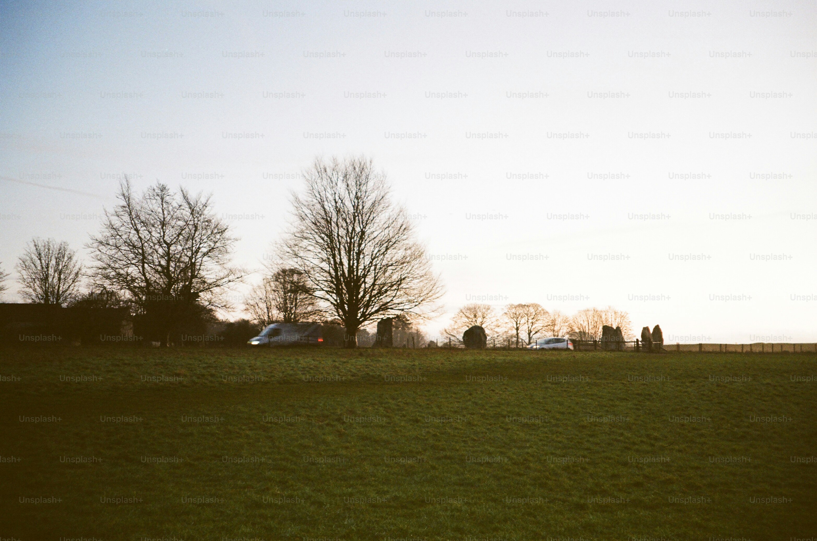 Bare trees in a grassy field at sunset