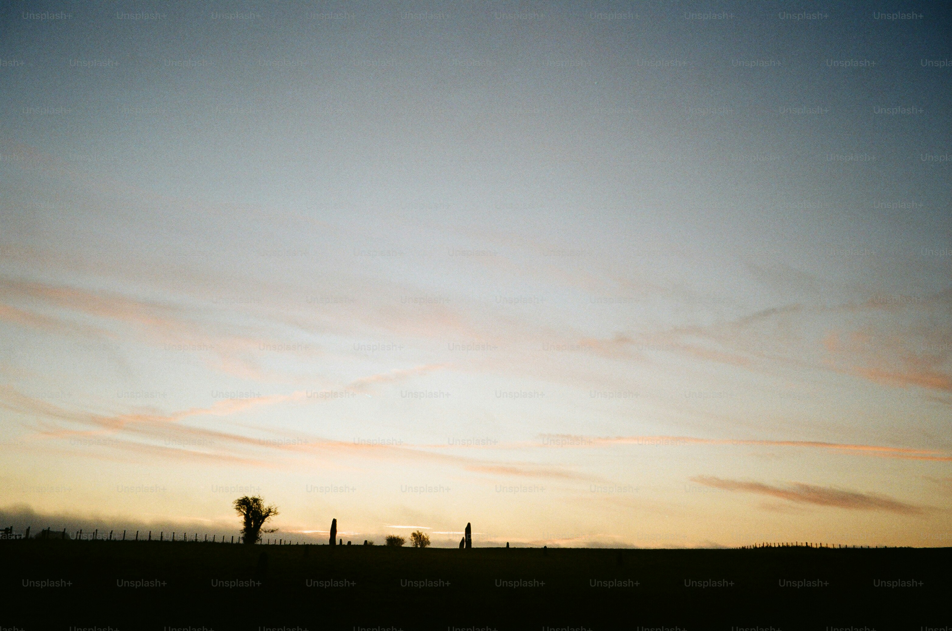 Silhouette of trees against a pastel sunset sky