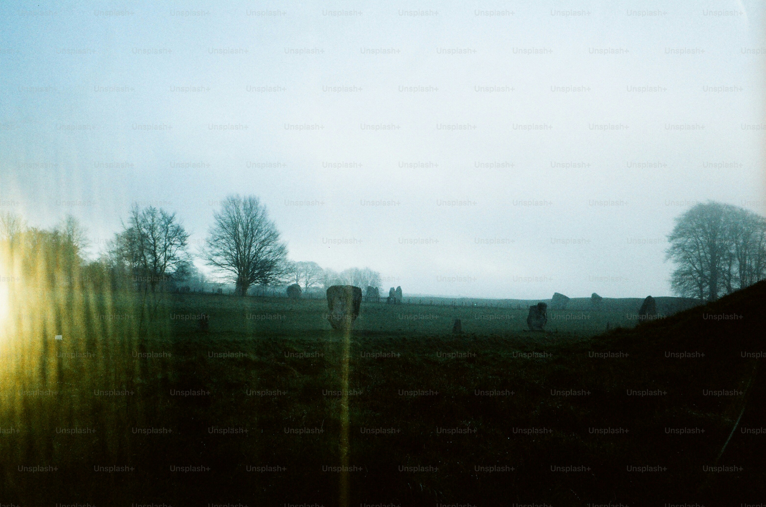 Misty field with trees and faint sunlight