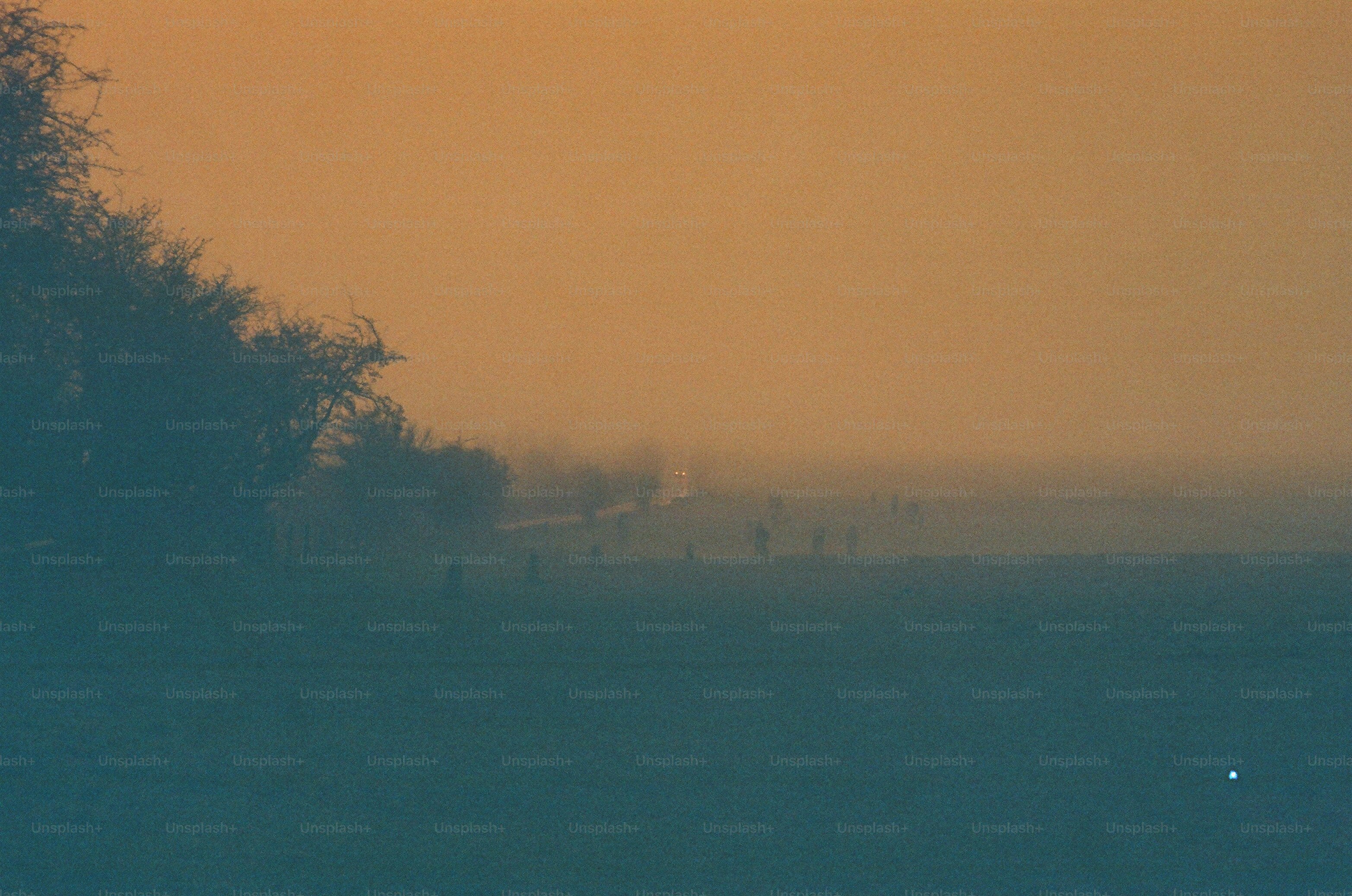 Misty field with trees and a distant light
