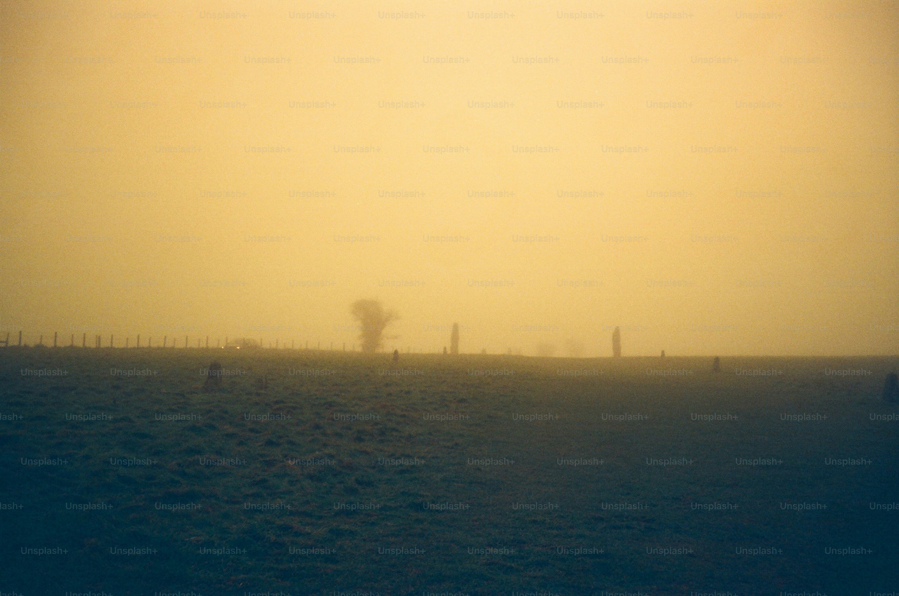 Misty field with a lone tree in the distance.