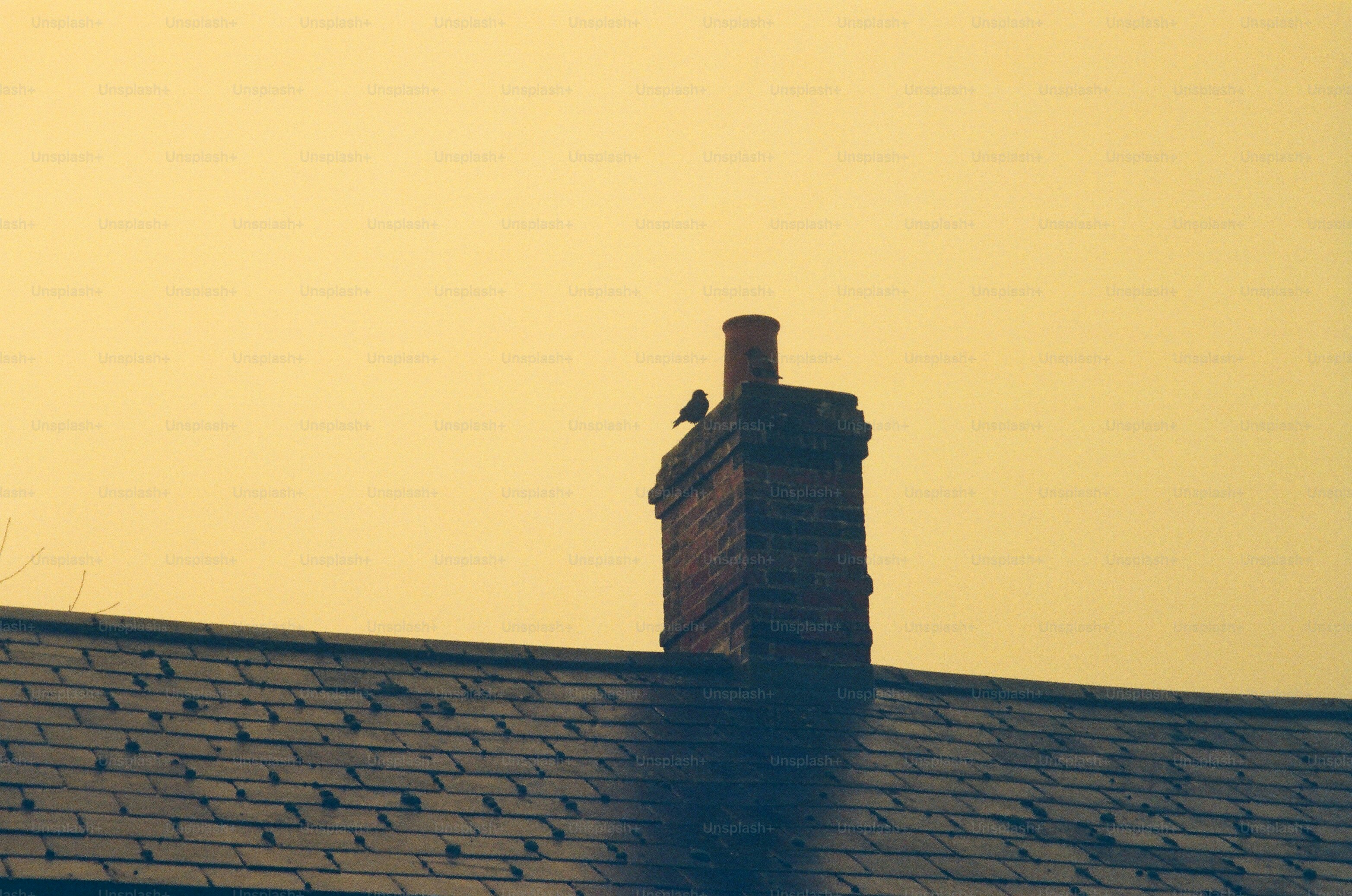 A bird perched on a brick chimney at sunset.