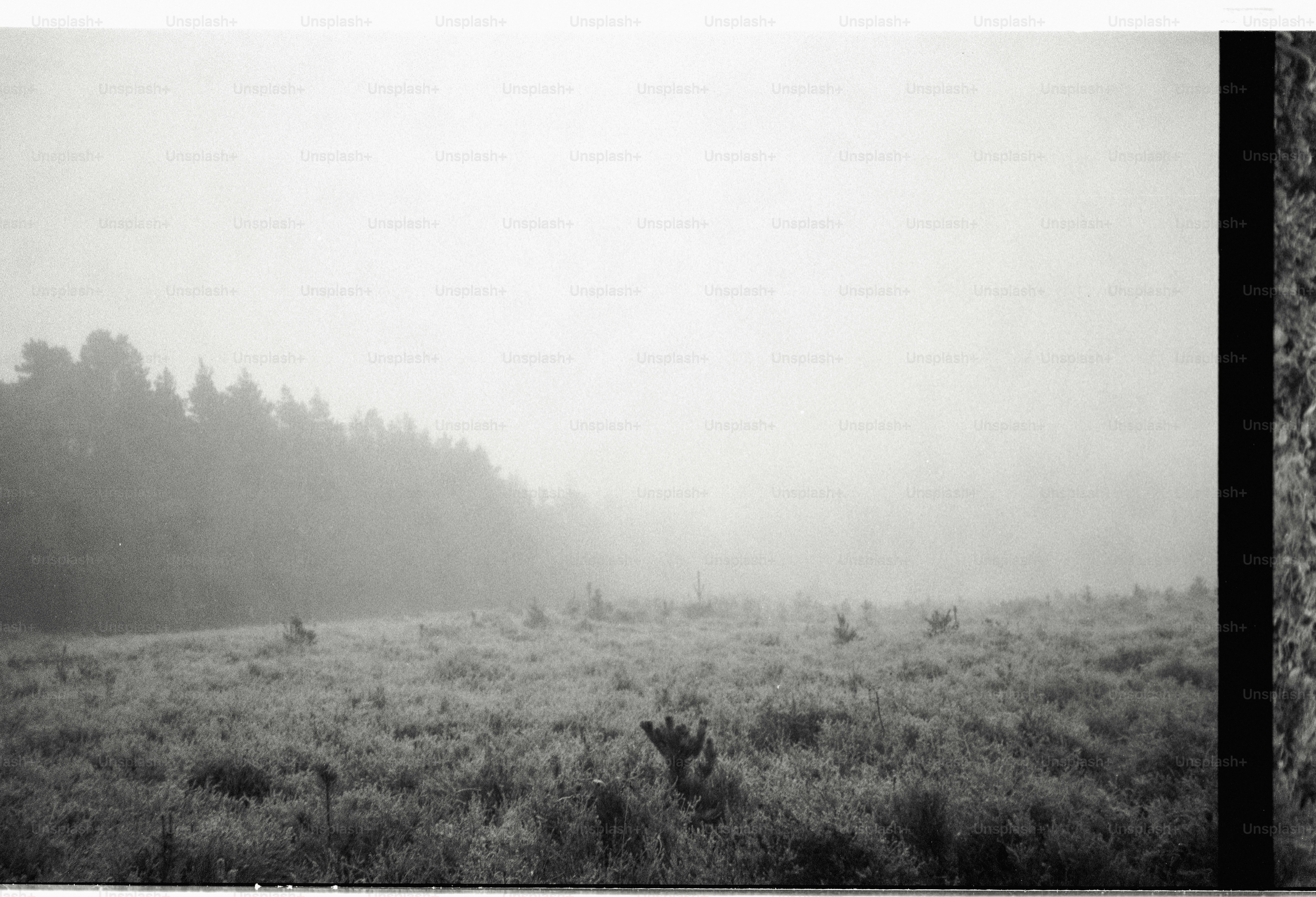 Misty forest and field at dawn