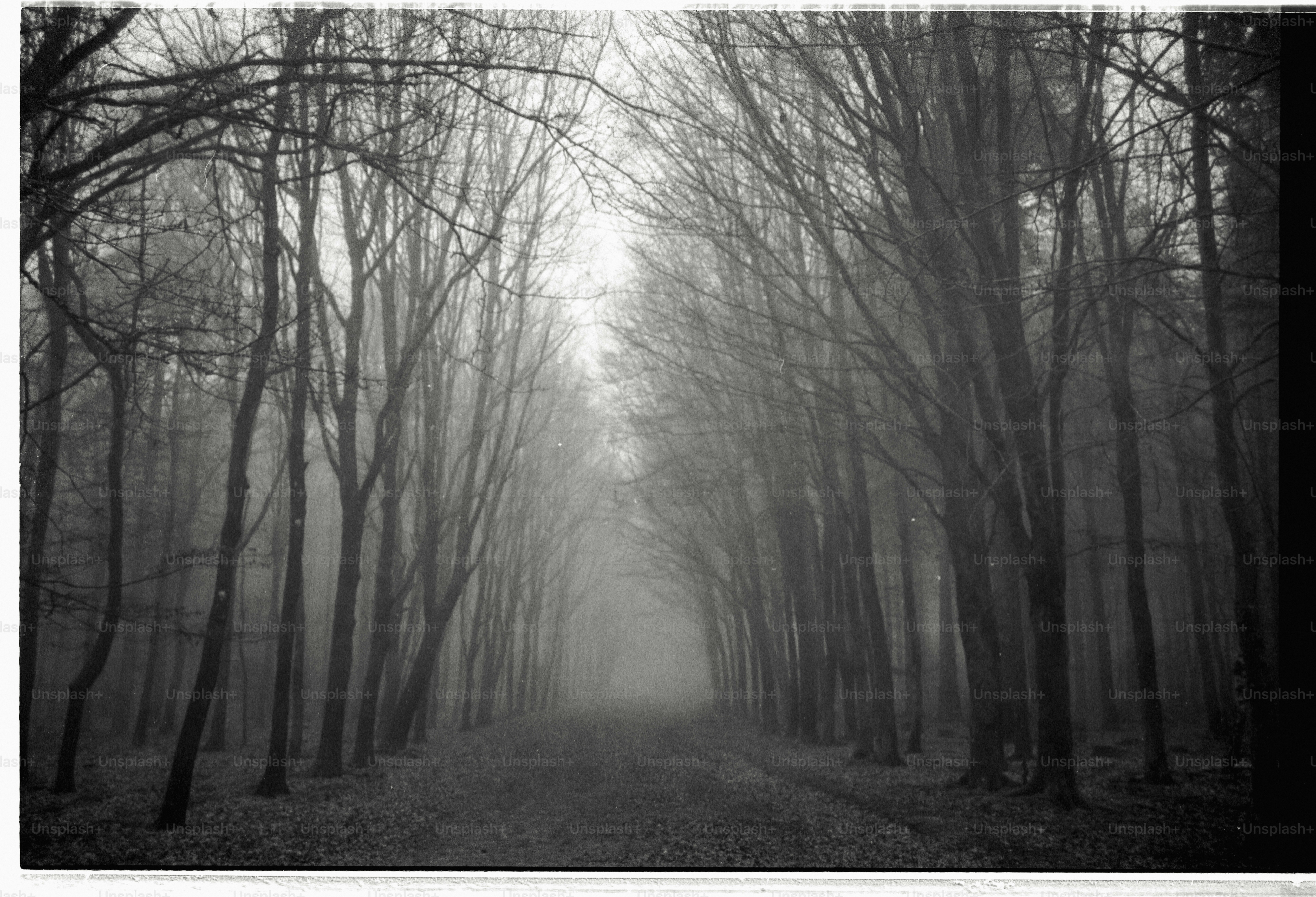 A foggy path through a bare tree forest