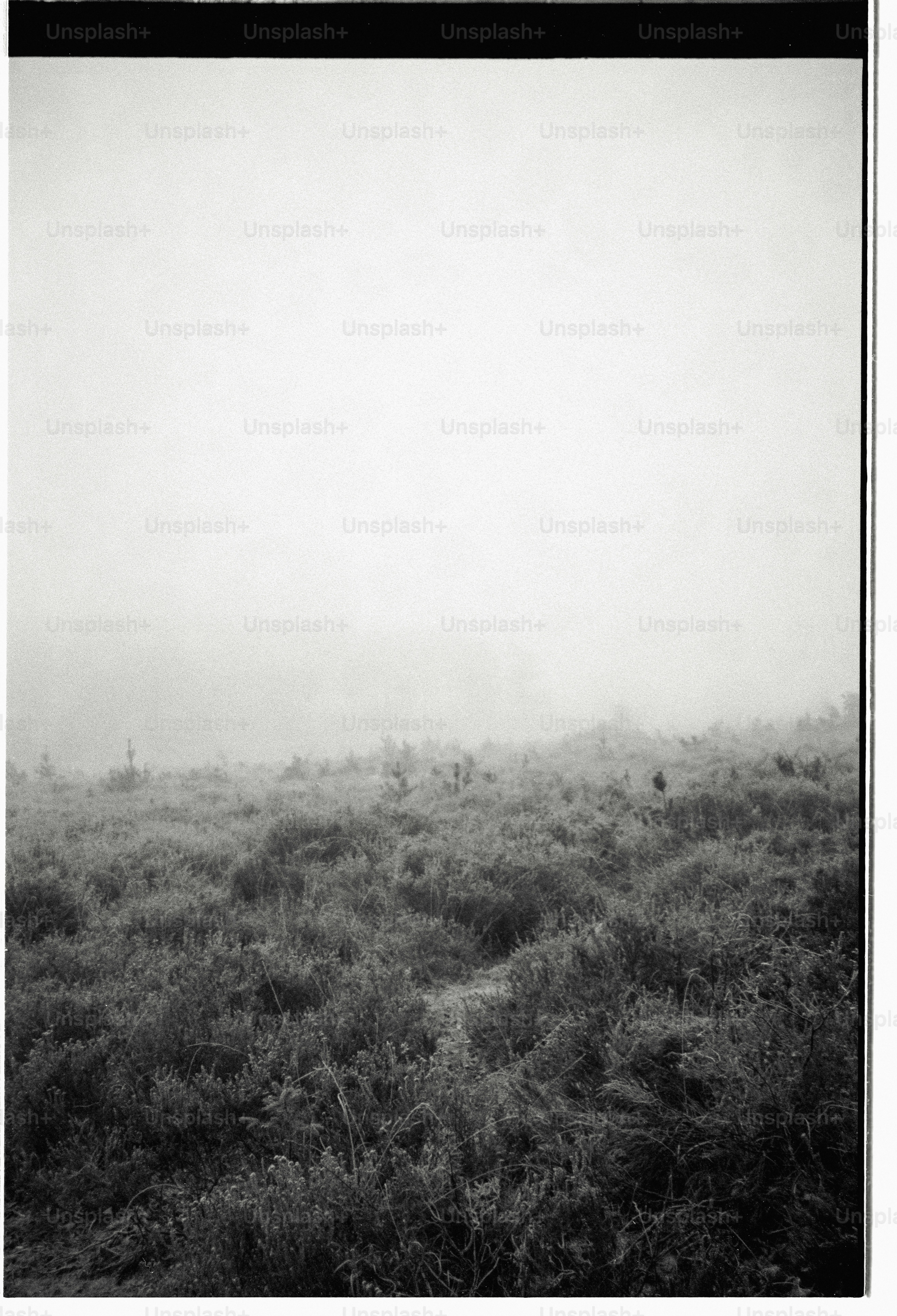 Misty landscape with low-lying bushes and foggy sky