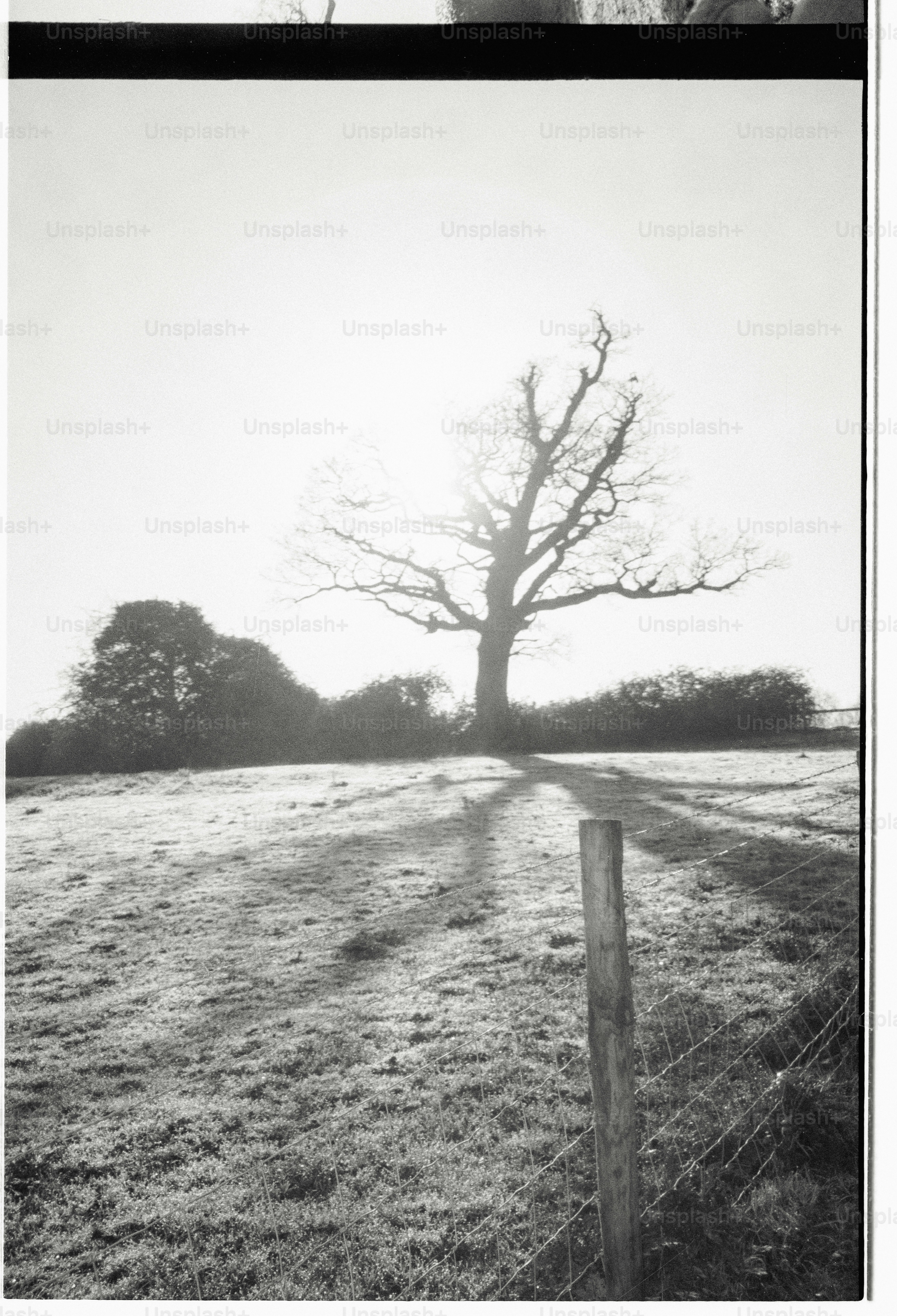 Bare tree casting long shadows on a grassy field