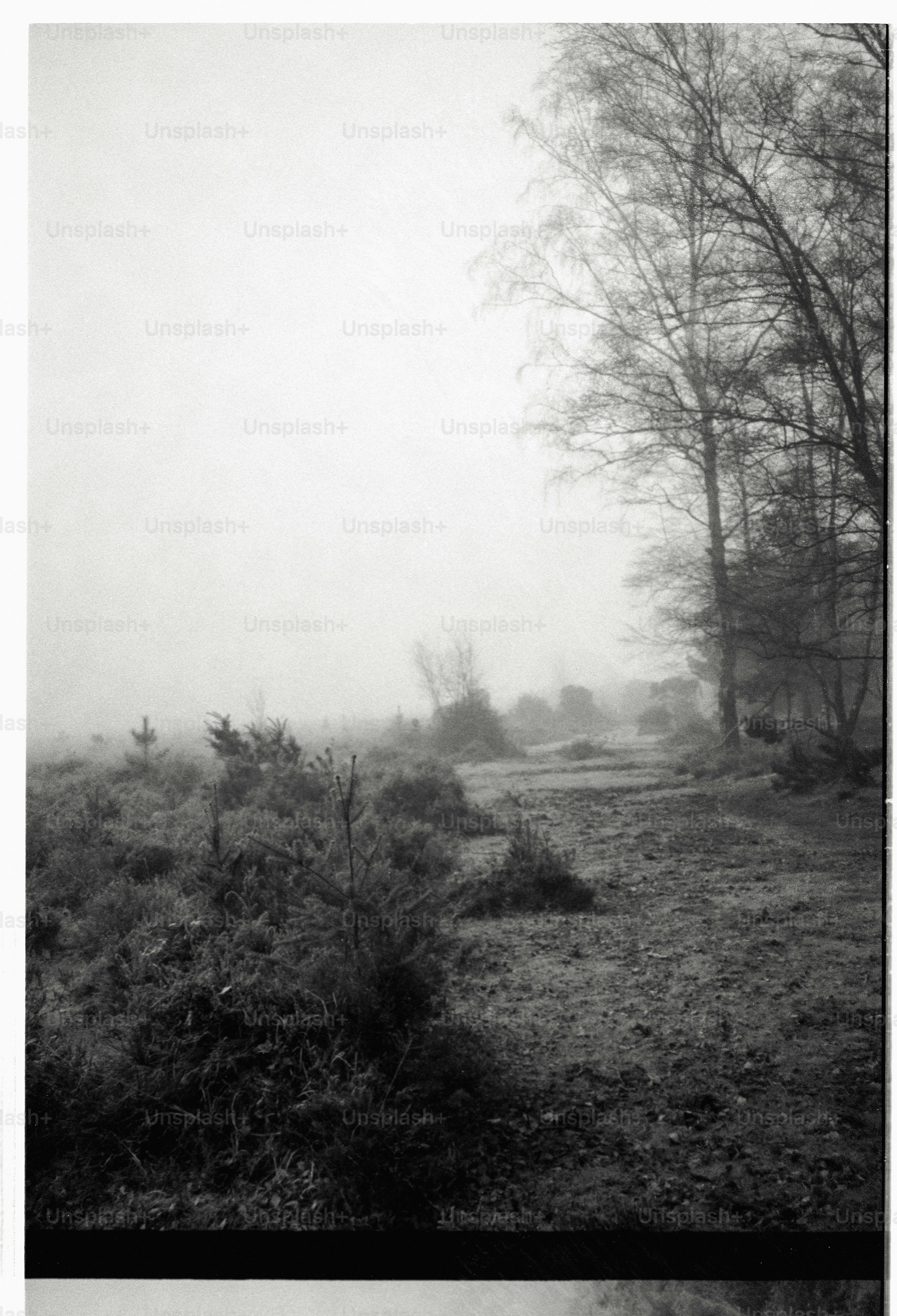 Misty forest path with bare trees and bushes