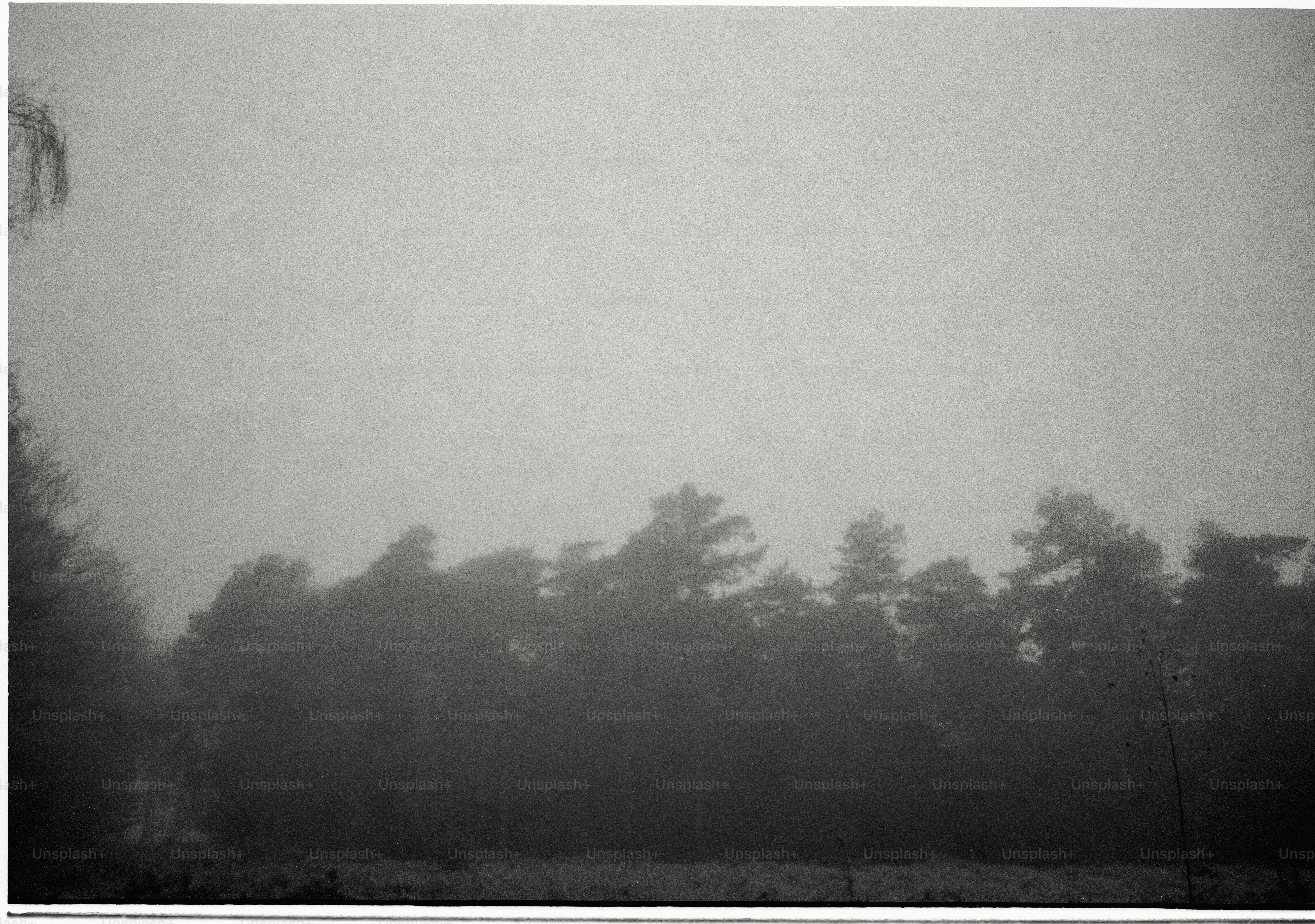 Misty forest landscape with silhouetted trees