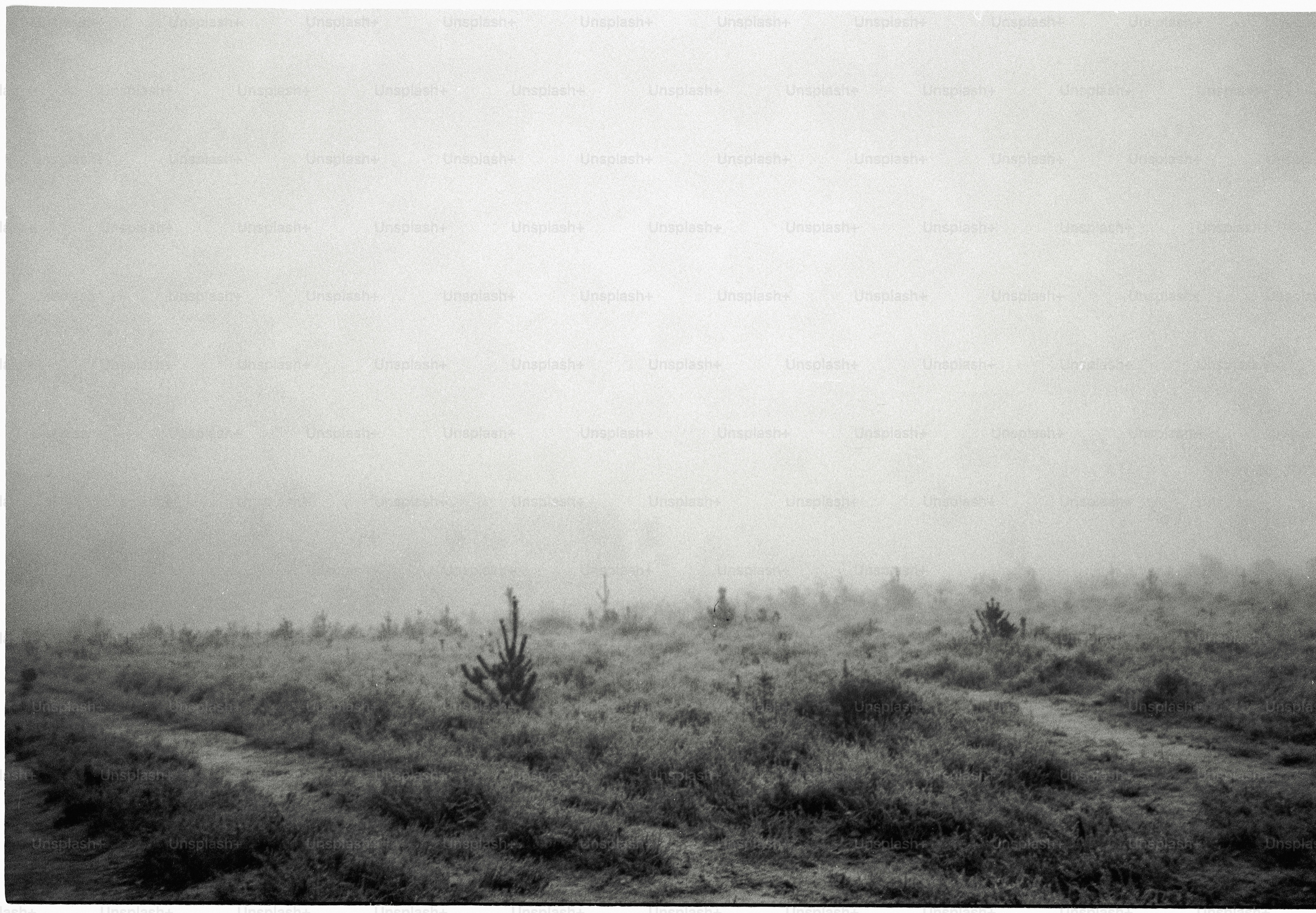 A misty field with young trees and tracks.
