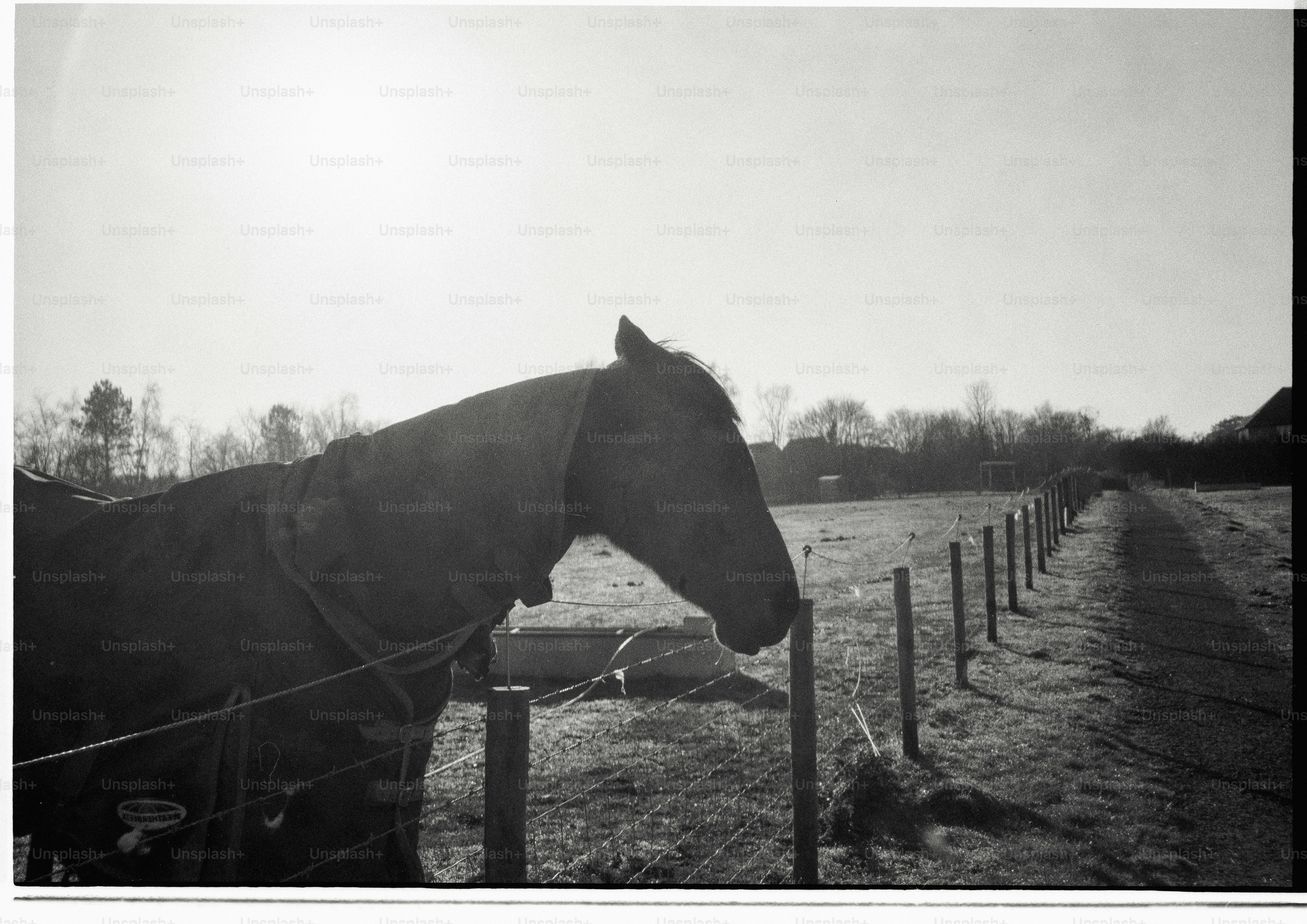 A horse wearing a blanket stands by a fence.
