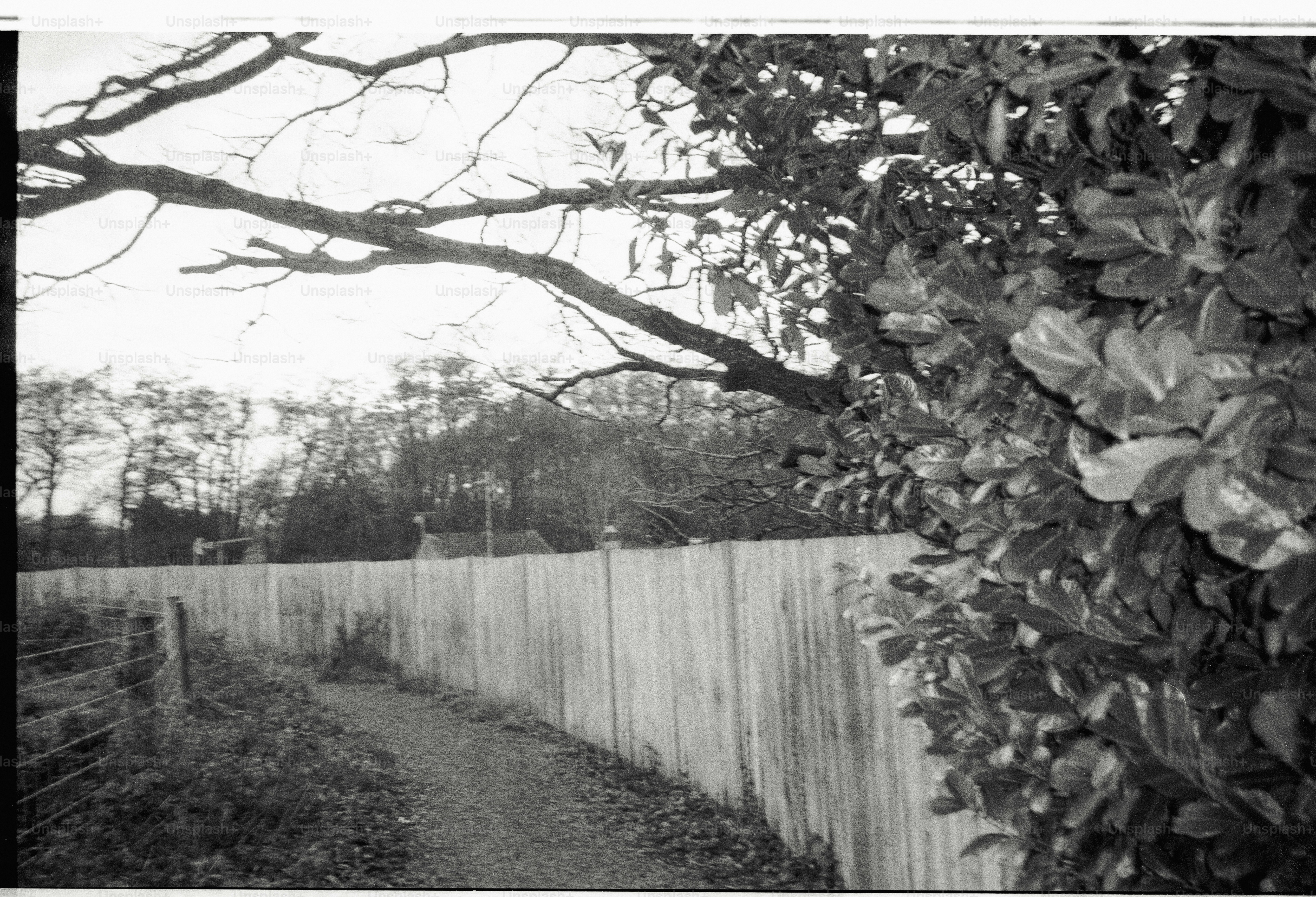 A dirt path runs alongside a wooden fence and foliage.