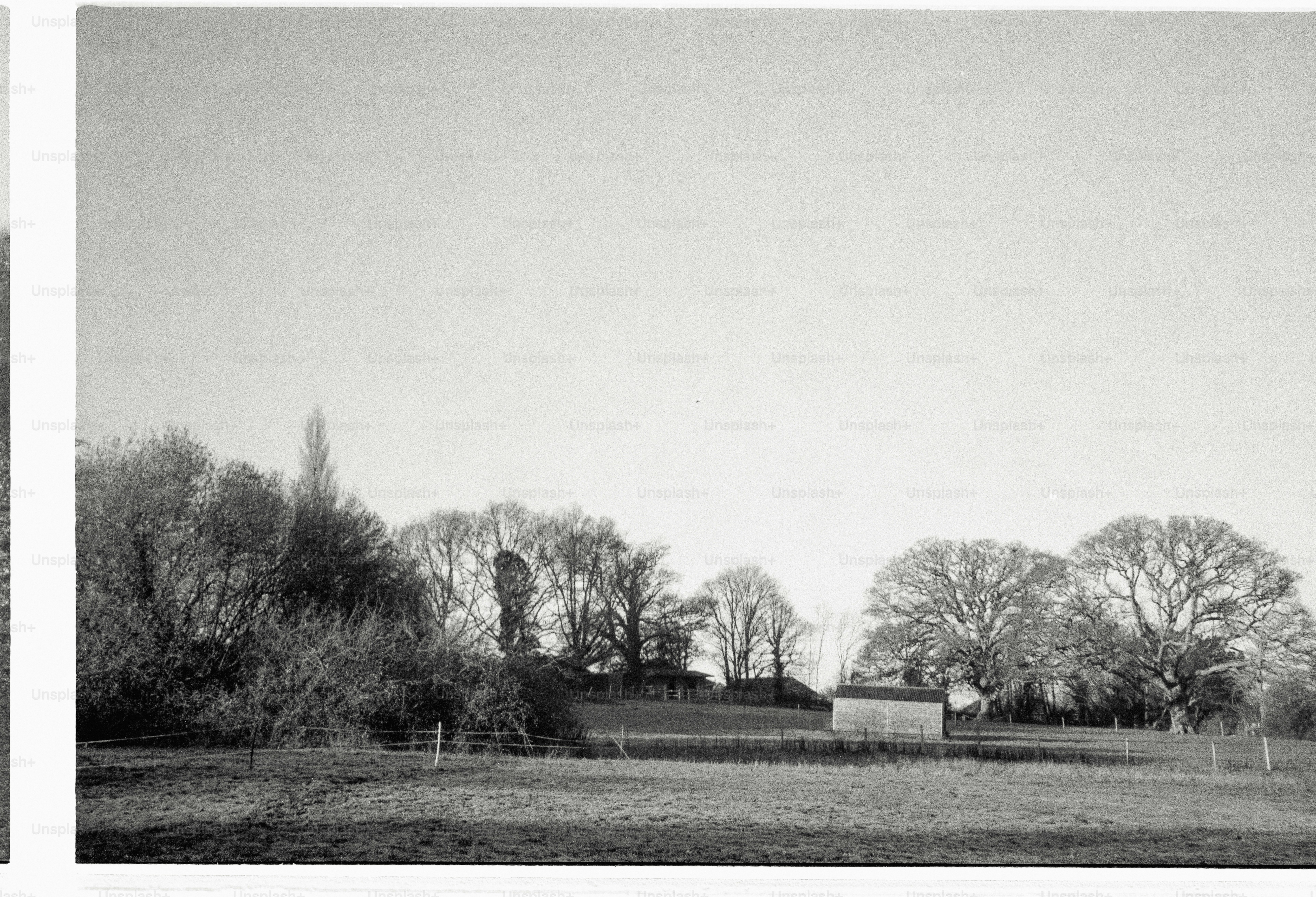 Bare trees and a small building in a field.