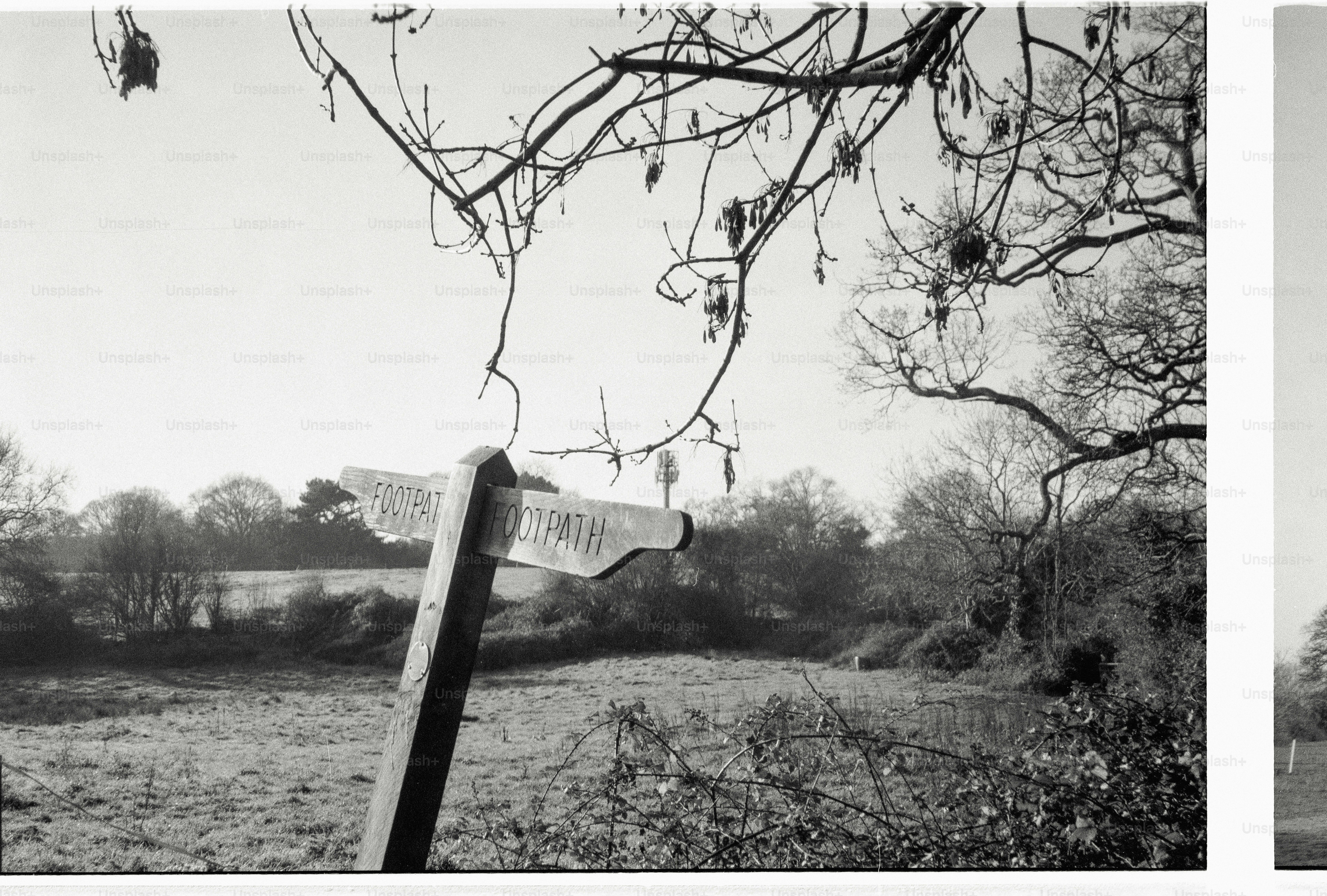 Wooden signpost in a field with trees beyond