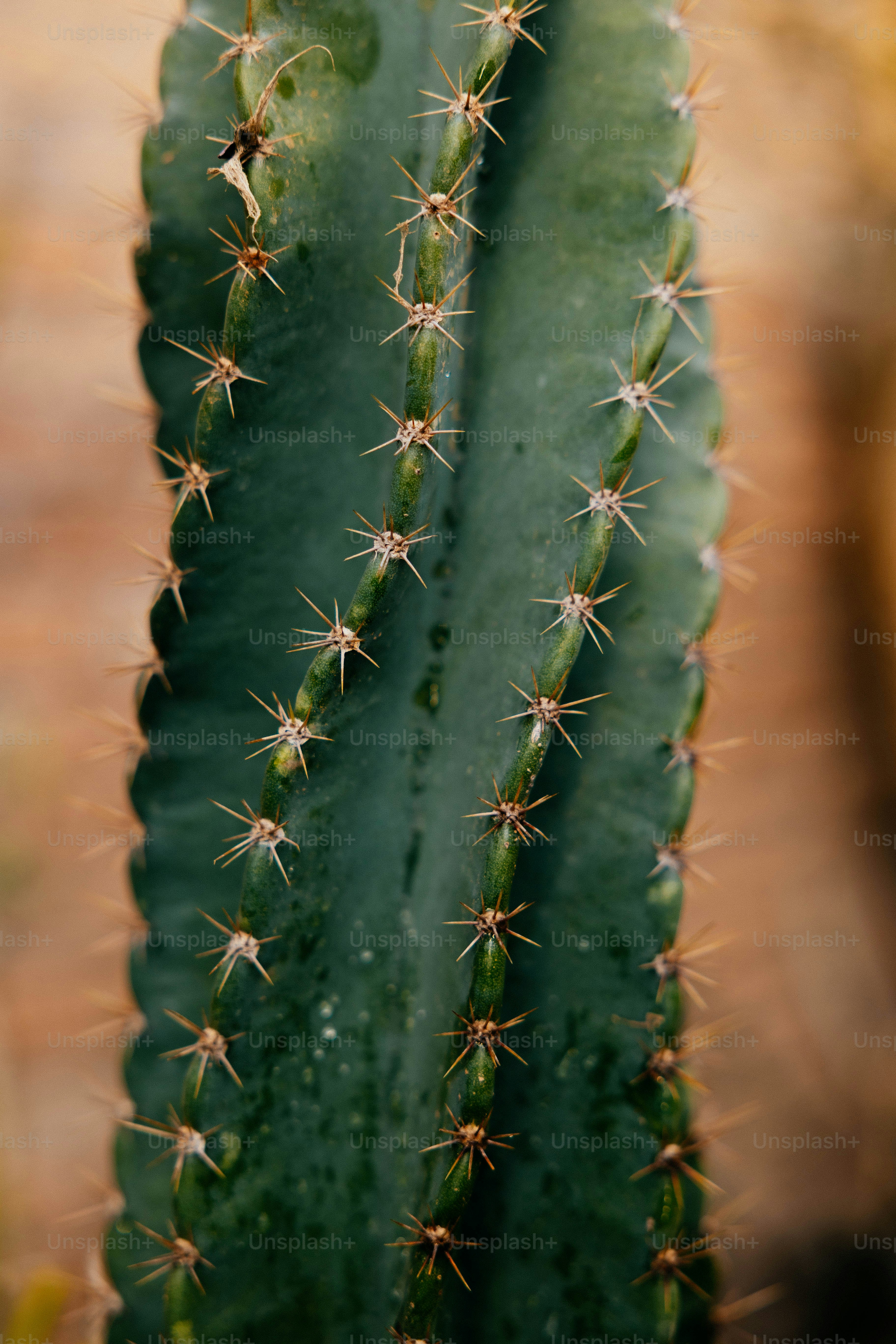 Close-up of a green cactus with sharp spines.