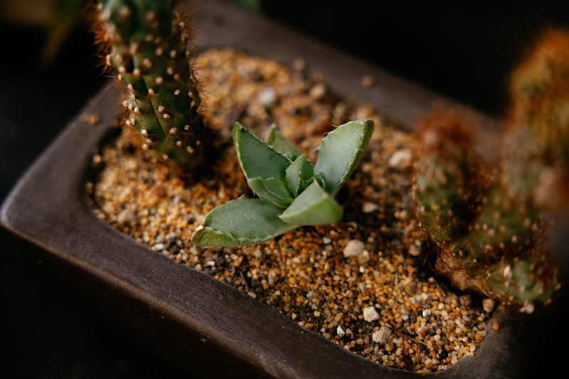 パーライトとバーミキュライトの違い｜観葉植物での使い分け