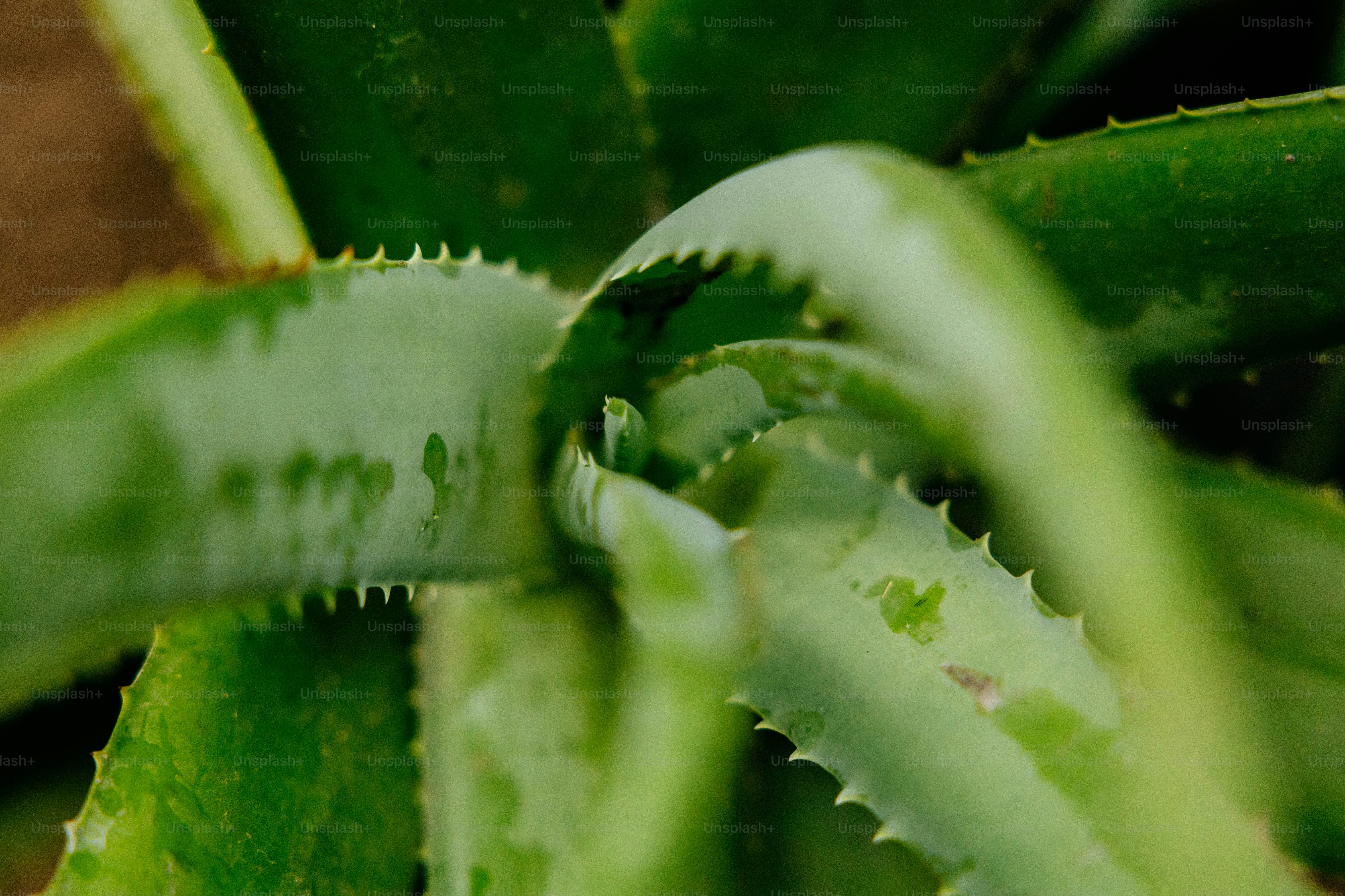 Close-up of a green aloe vera plant