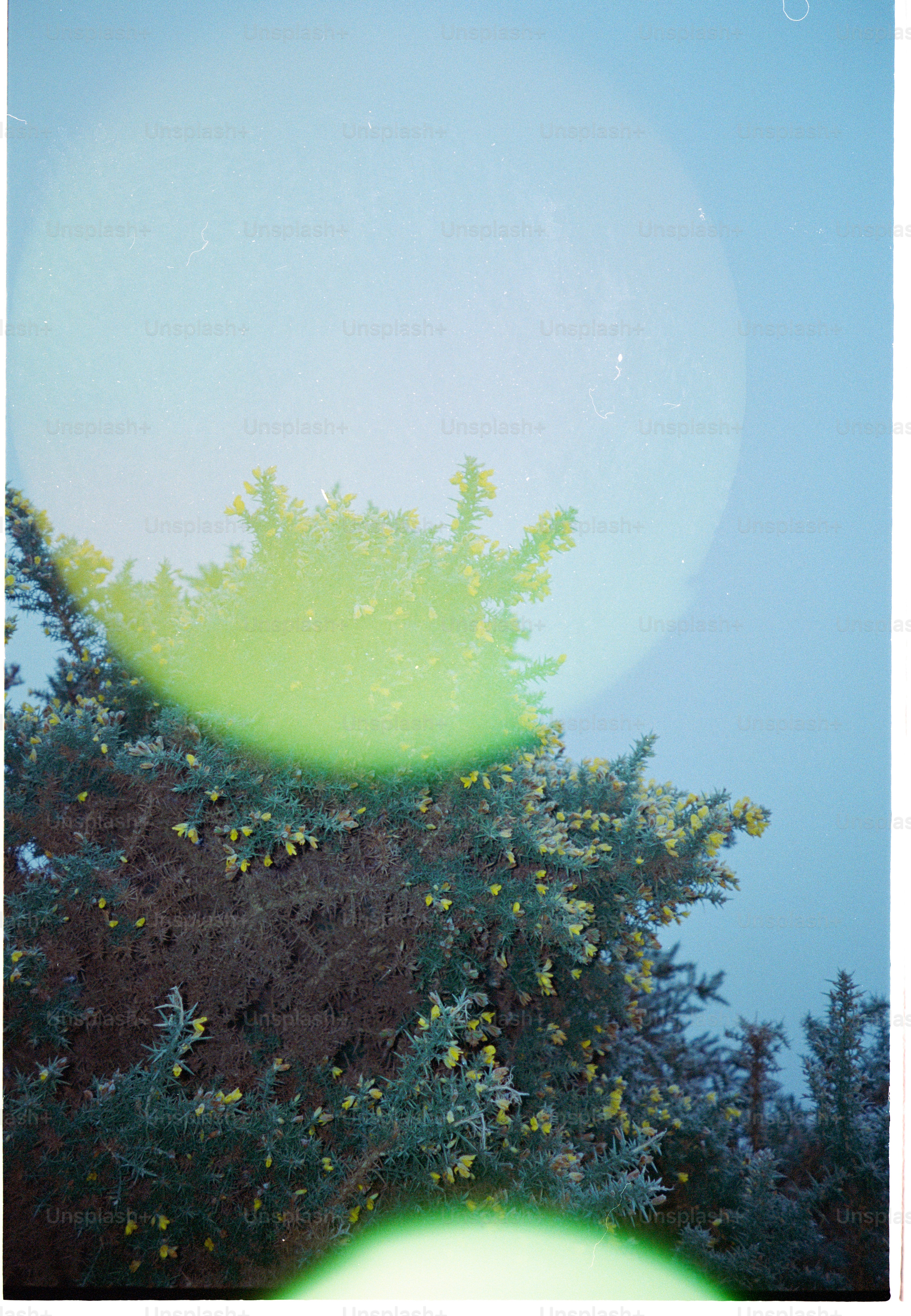Green glow over evergreen tree branches with yellow flowers photo ...