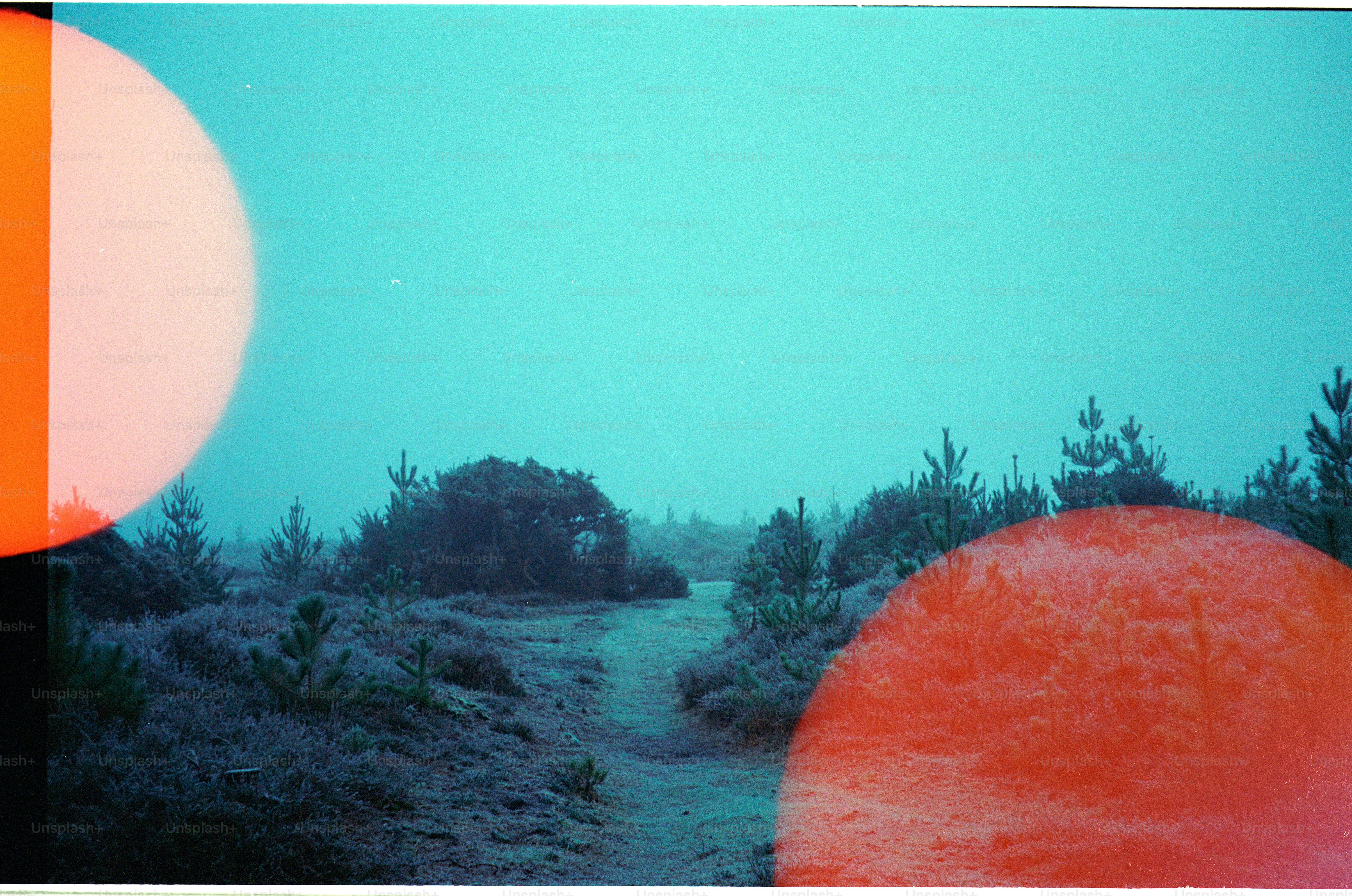 A misty path through a frosted pine forest