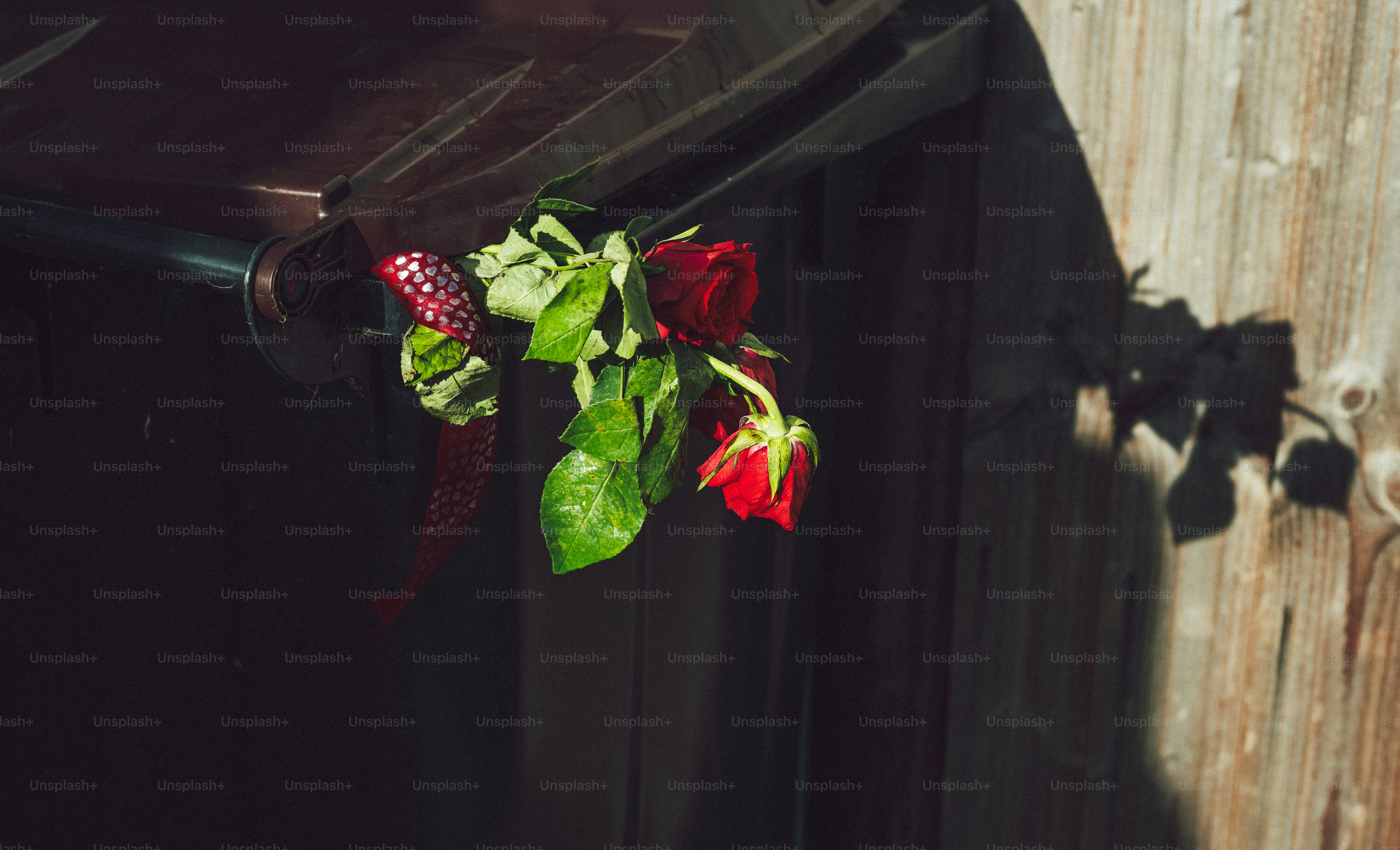 나무 벽에 맞닿은 홈통에 있는 빨간 장미