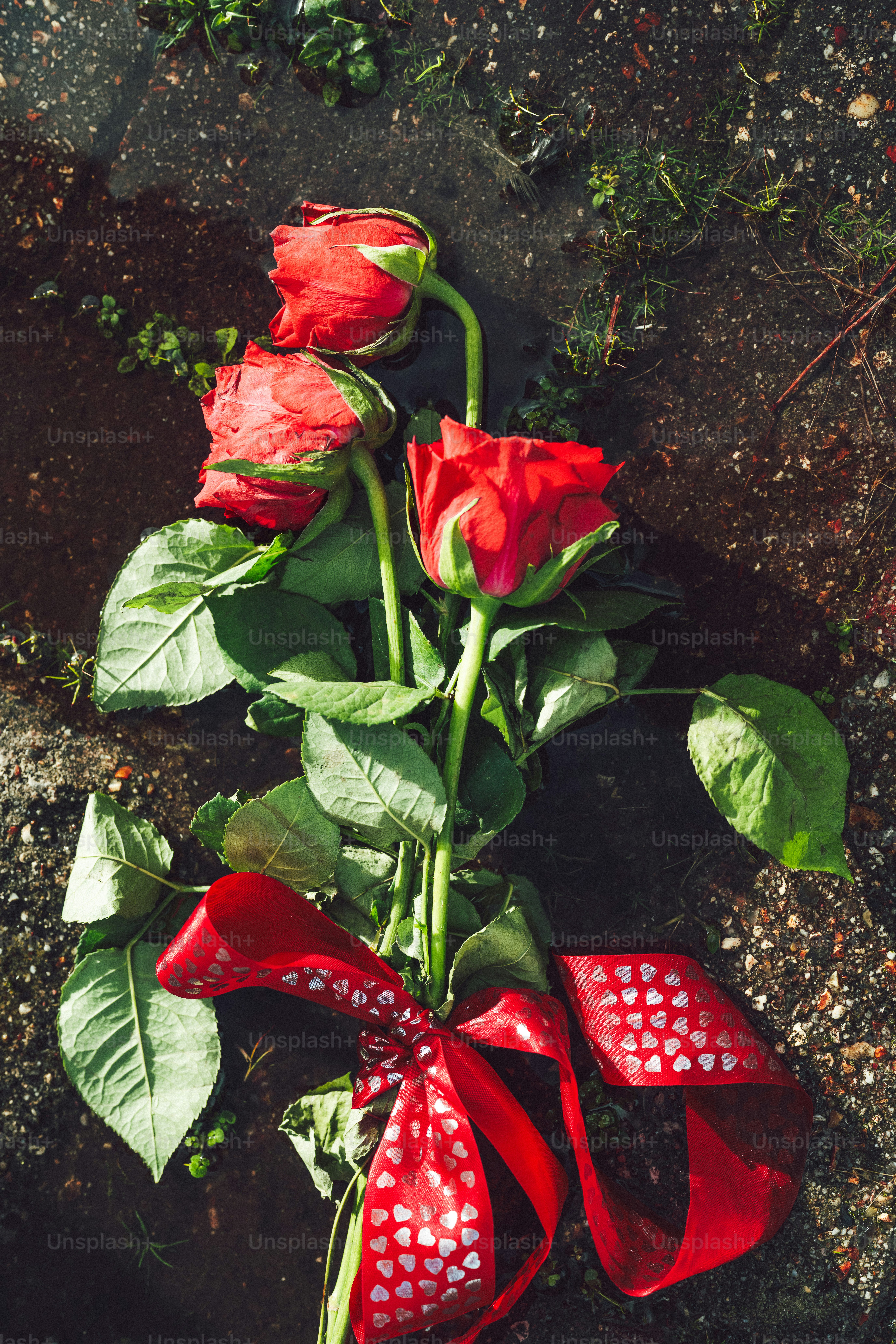 네 송이 하트 무늬 리본으로 묶인 붉은 장미