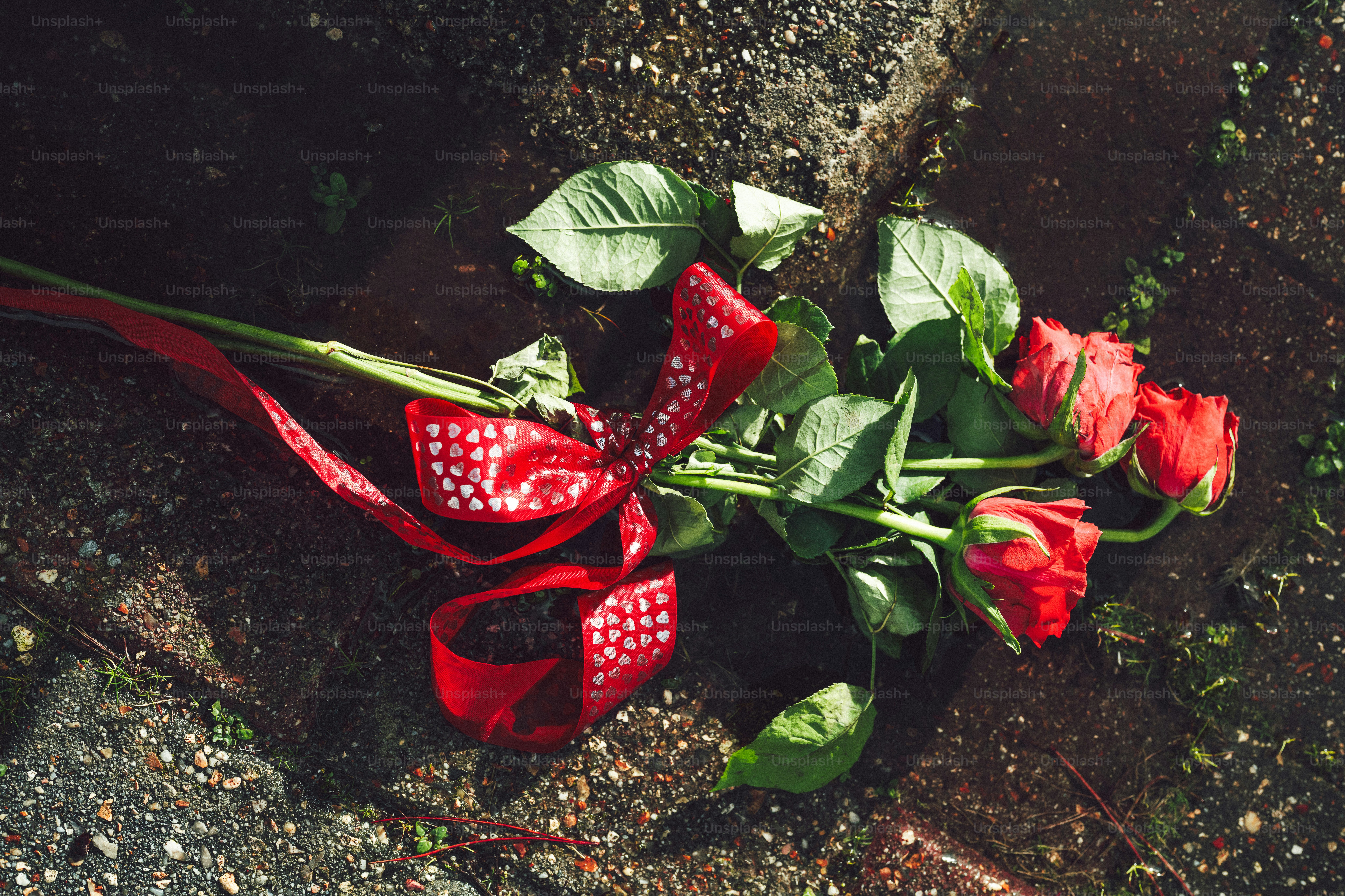 땅에는 붉은 리본을 단 붉은 장미가 놓여 있다