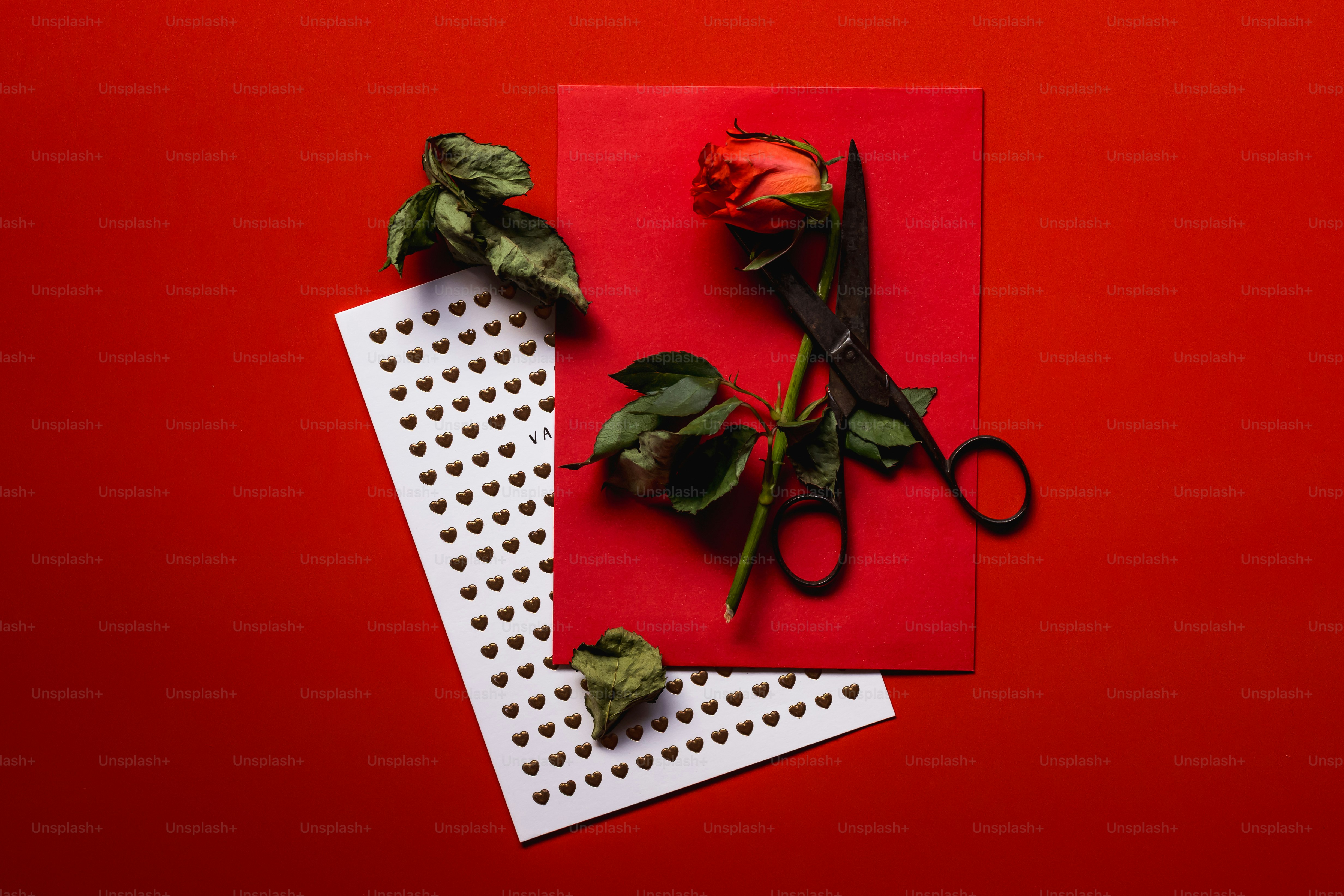 가위가 붉은 배경에 시든 장미를 자르고 있다
