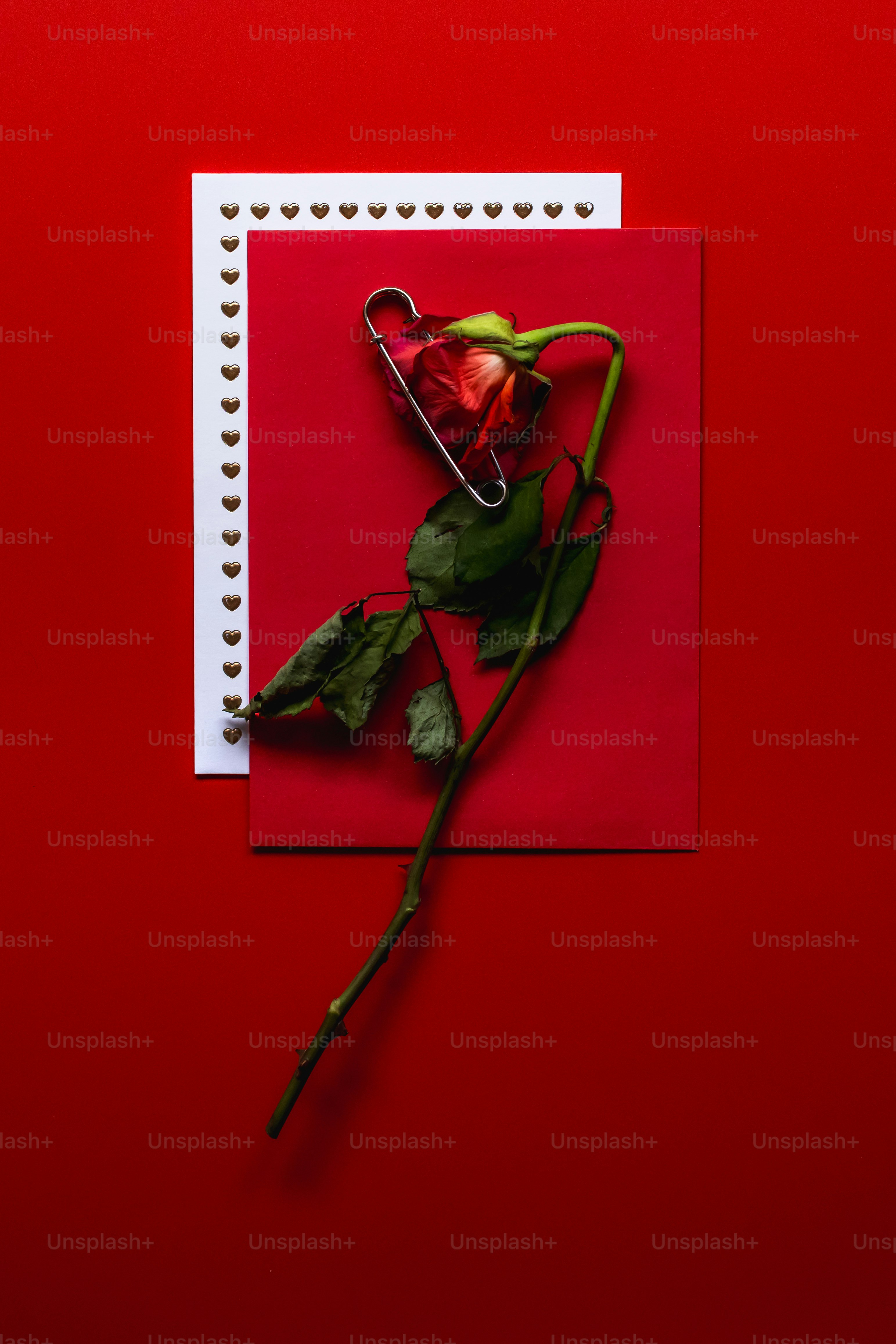 시든 빨간 장미가 빨간 카드에 꽂힌 모습