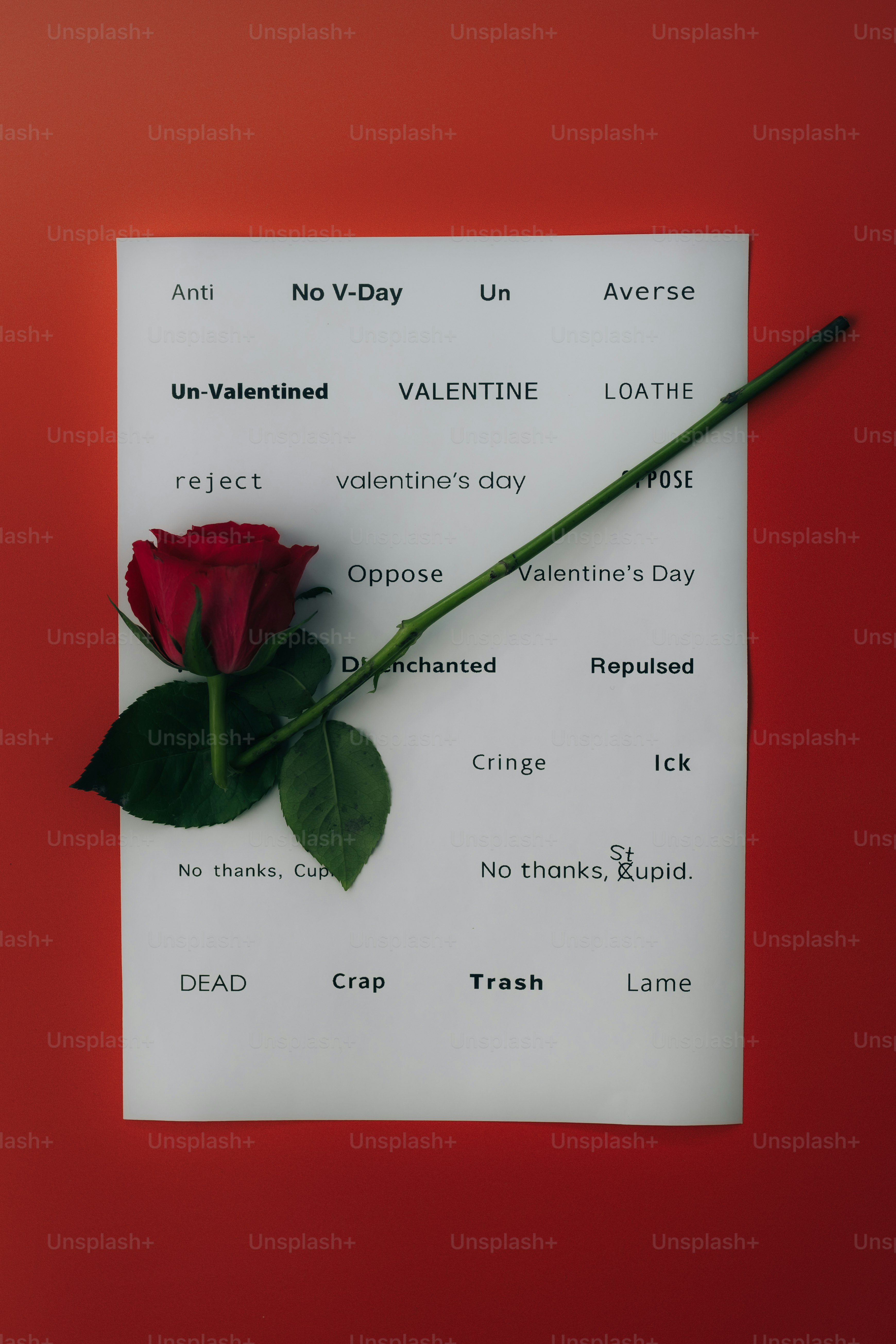 발렌타인데이 반대 문구가 적힌 종이에 빨간 장미.