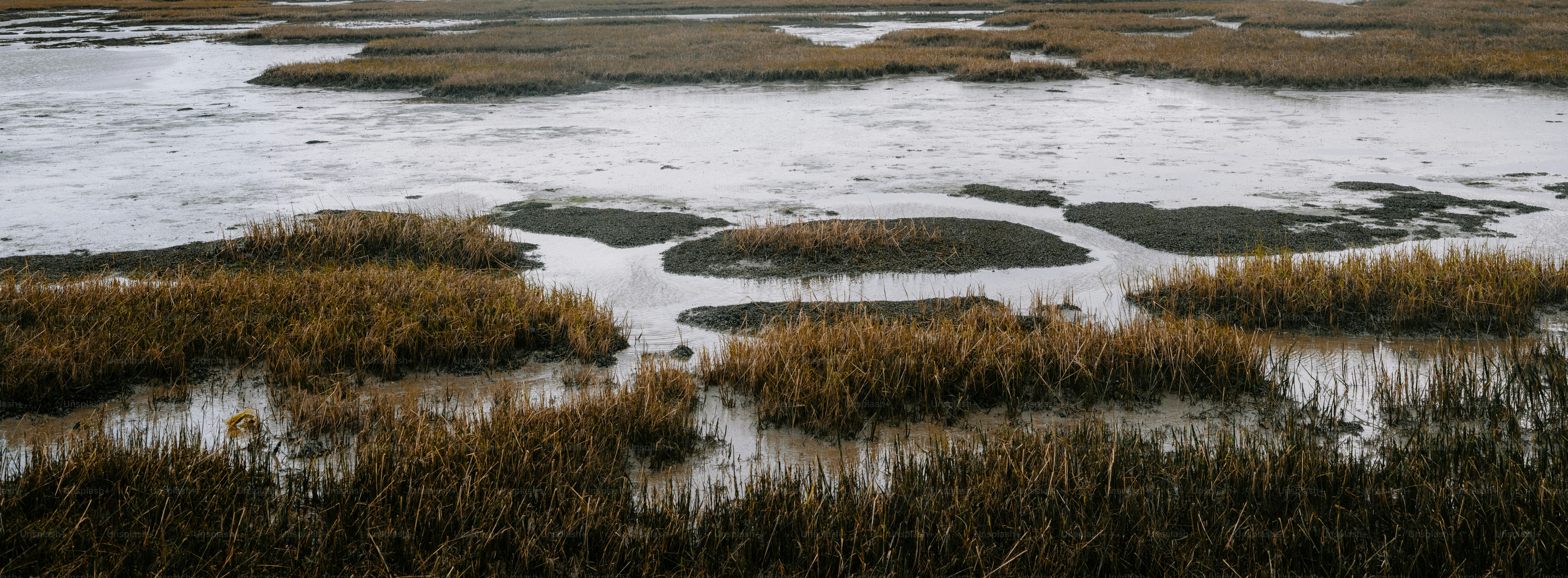 Grassy marsh with calm water and mudflotsamming reeds photo – Autumn ...